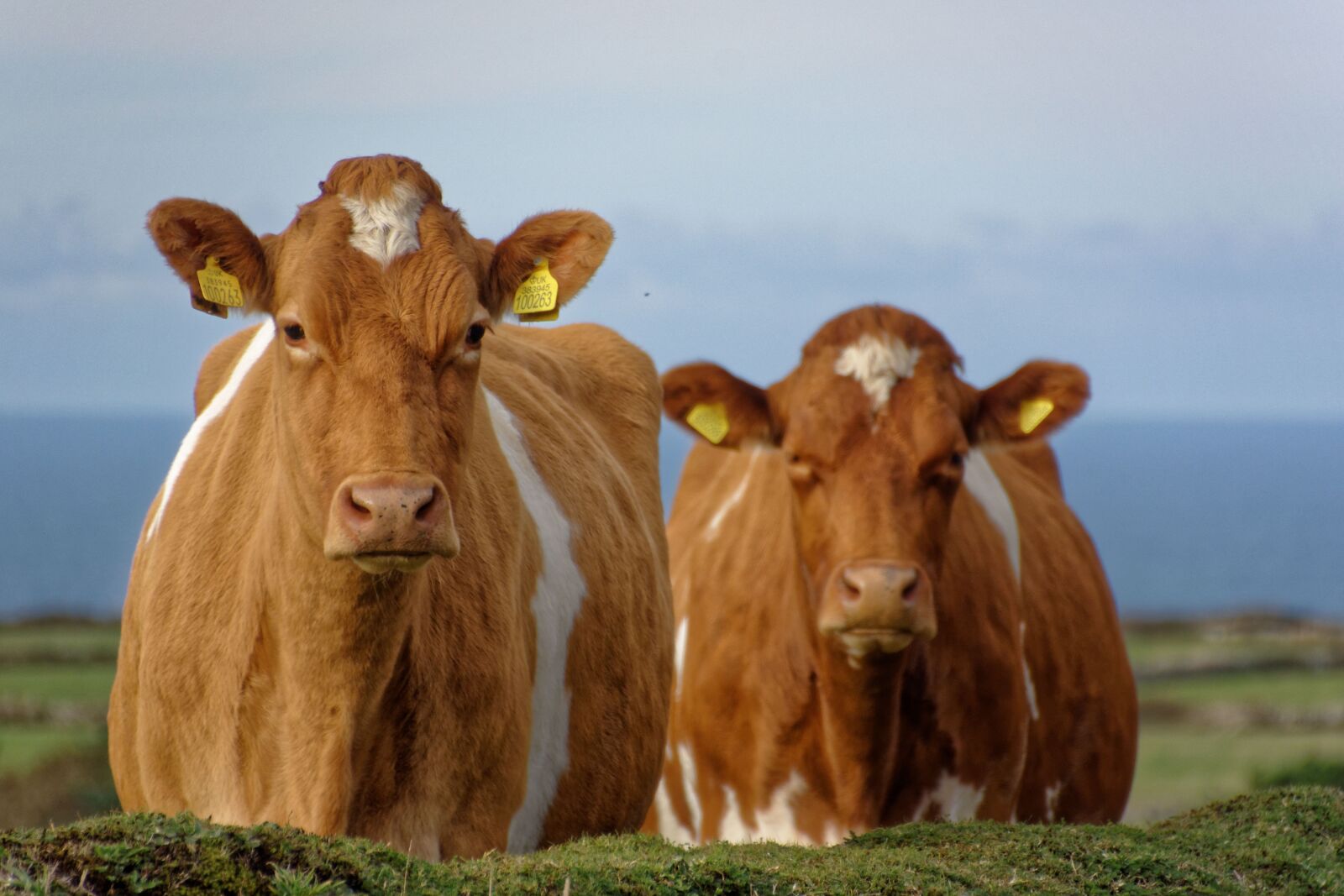 Nikon D5200 sample photo. Cows, meadow, sea photography