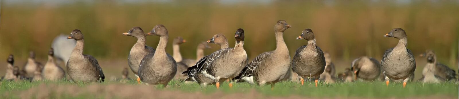 Canon EF 100-400mm F4.5-5.6L IS USM sample photo. Goose, wild, grey goose photography