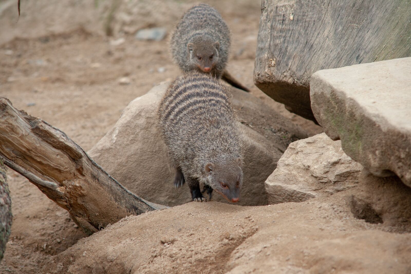 Canon EOS 400D (EOS Digital Rebel XTi / EOS Kiss Digital X) sample photo. Mongoose, rocks, tree stump photography