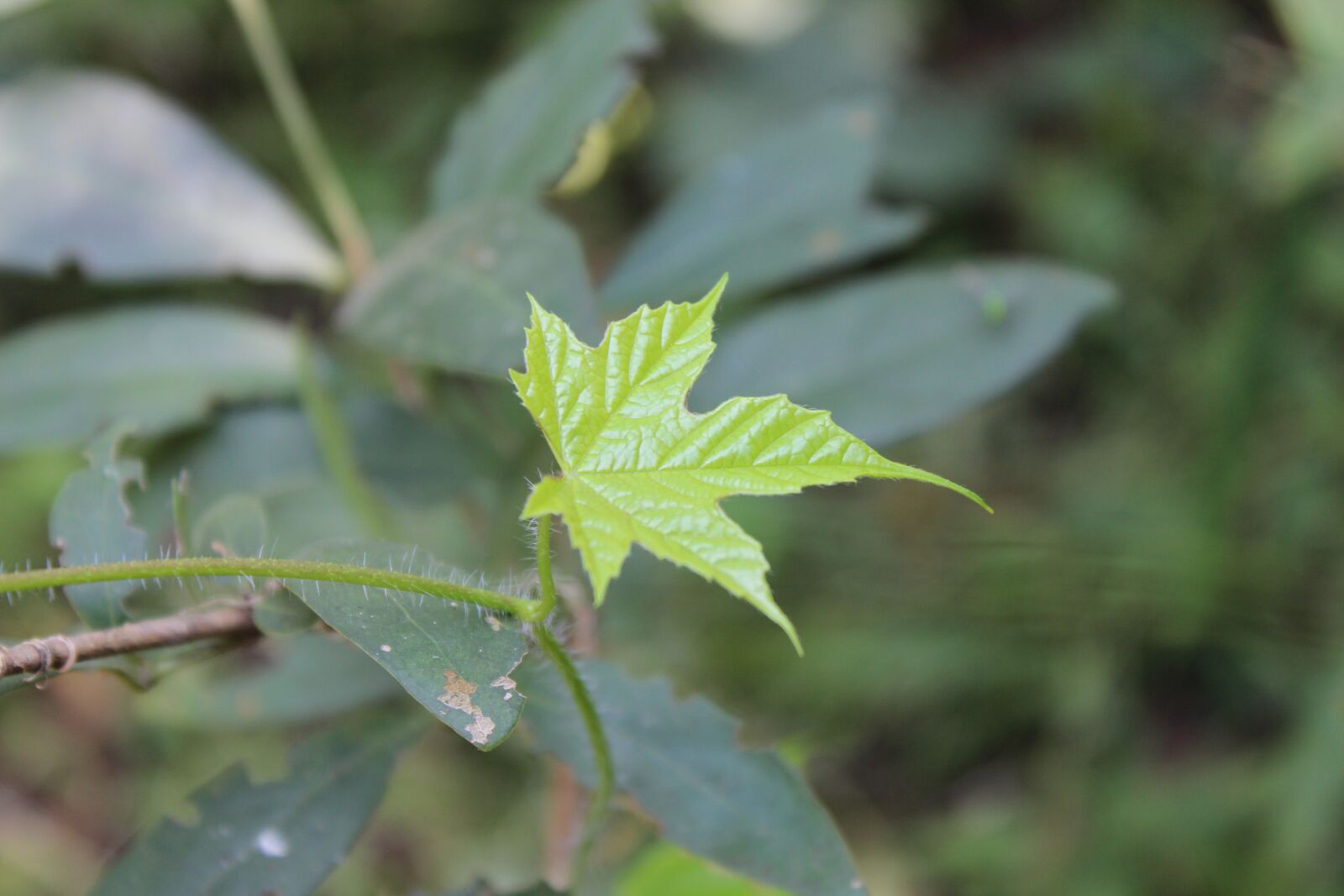 Canon EOS 600D (Rebel EOS T3i / EOS Kiss X5) sample photo. Leaf, life, plant photography