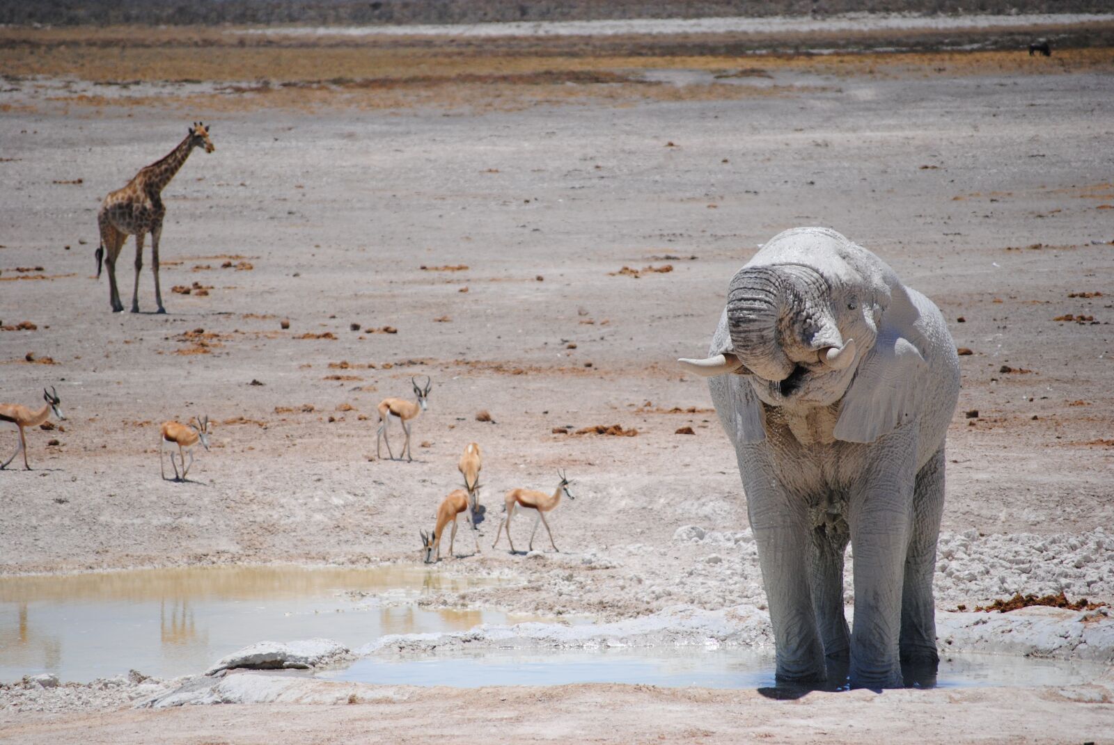 Nikon D3000 sample photo. Africa, namibia, national park photography