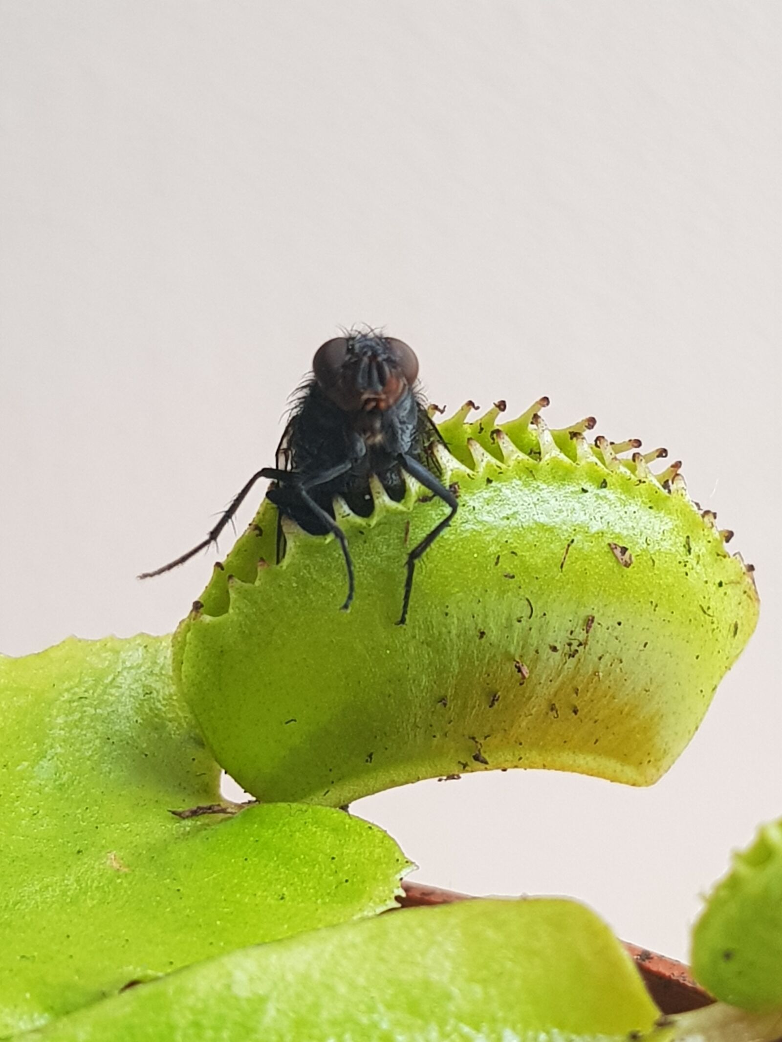 Samsung Galaxy S8 sample photo. Venus fly trap, fly photography
