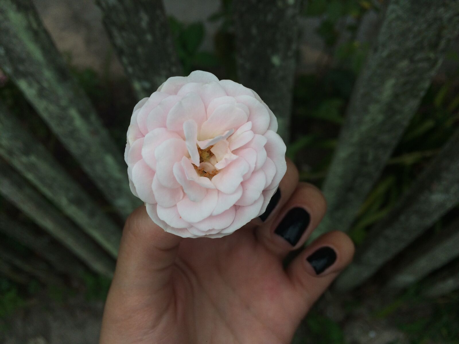 iPhone 5s back camera 4.15mm f/2.2 sample photo. Flower, nature, rosa photography