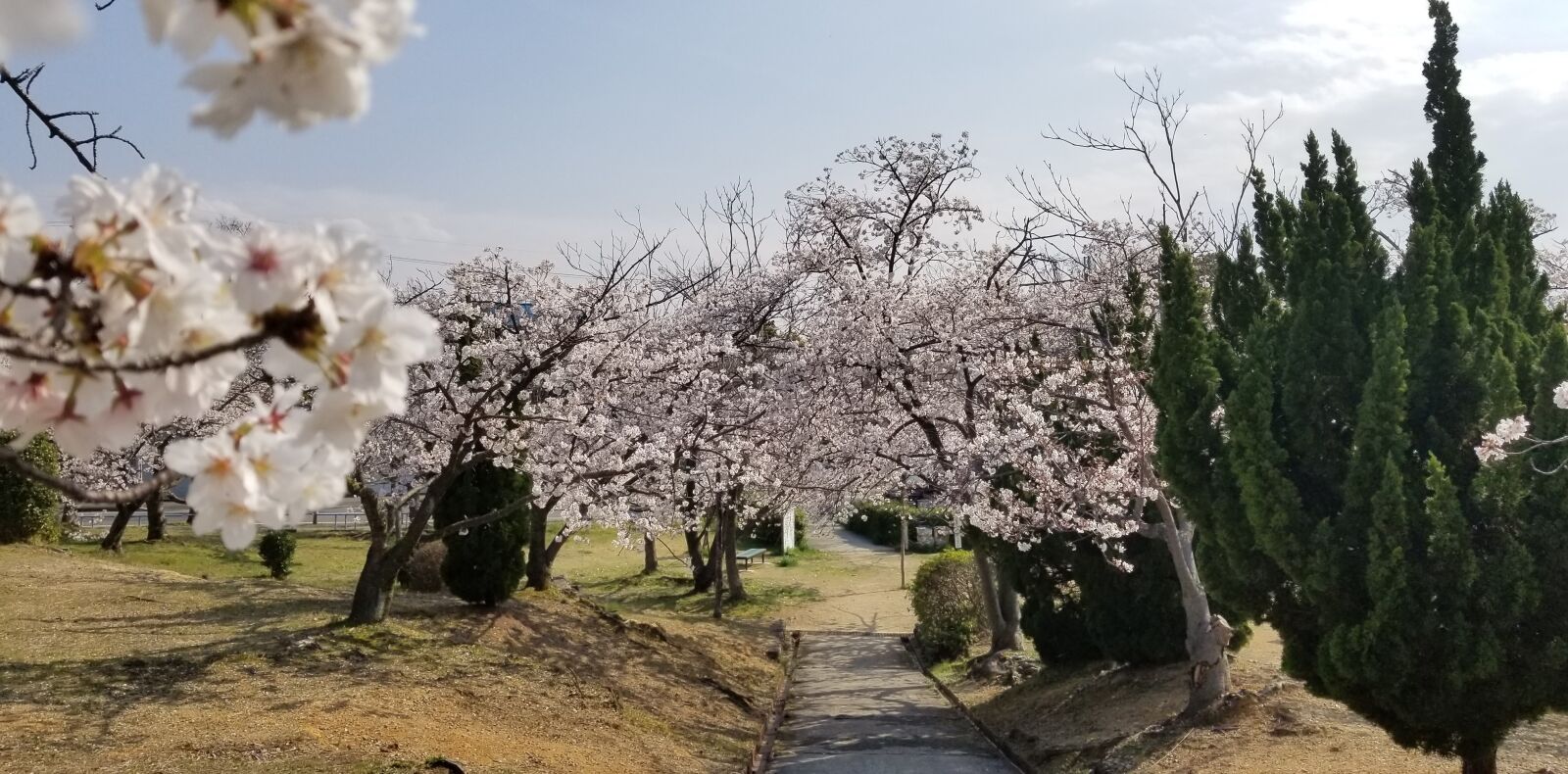 Samsung Galaxy S8 sample photo. Cherry, blossom, sakura photography