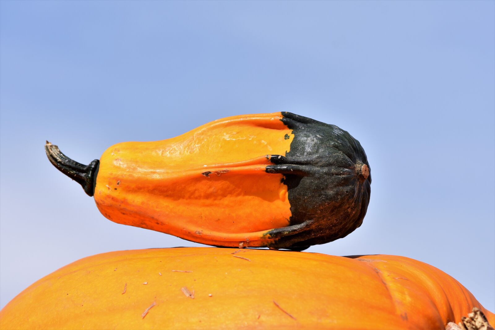 Nikon D7200 sample photo. Pumpkin, fruit, orange photography