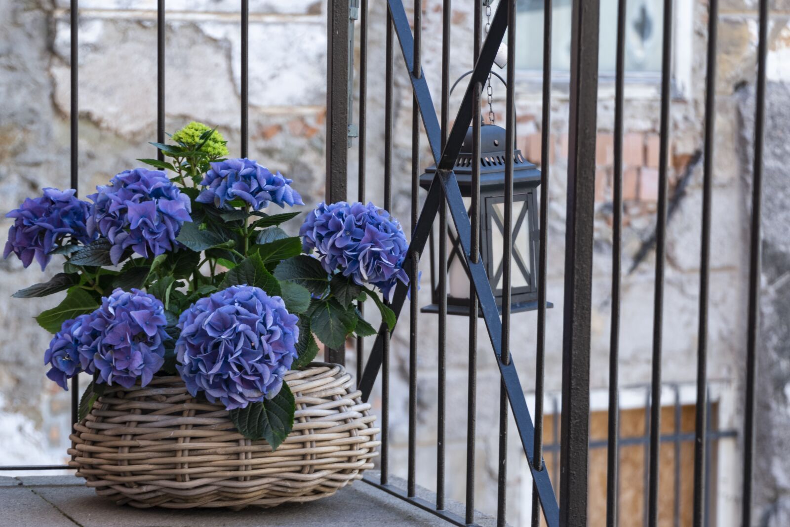 Nikon D5600 sample photo. Flower, decoration, still life photography