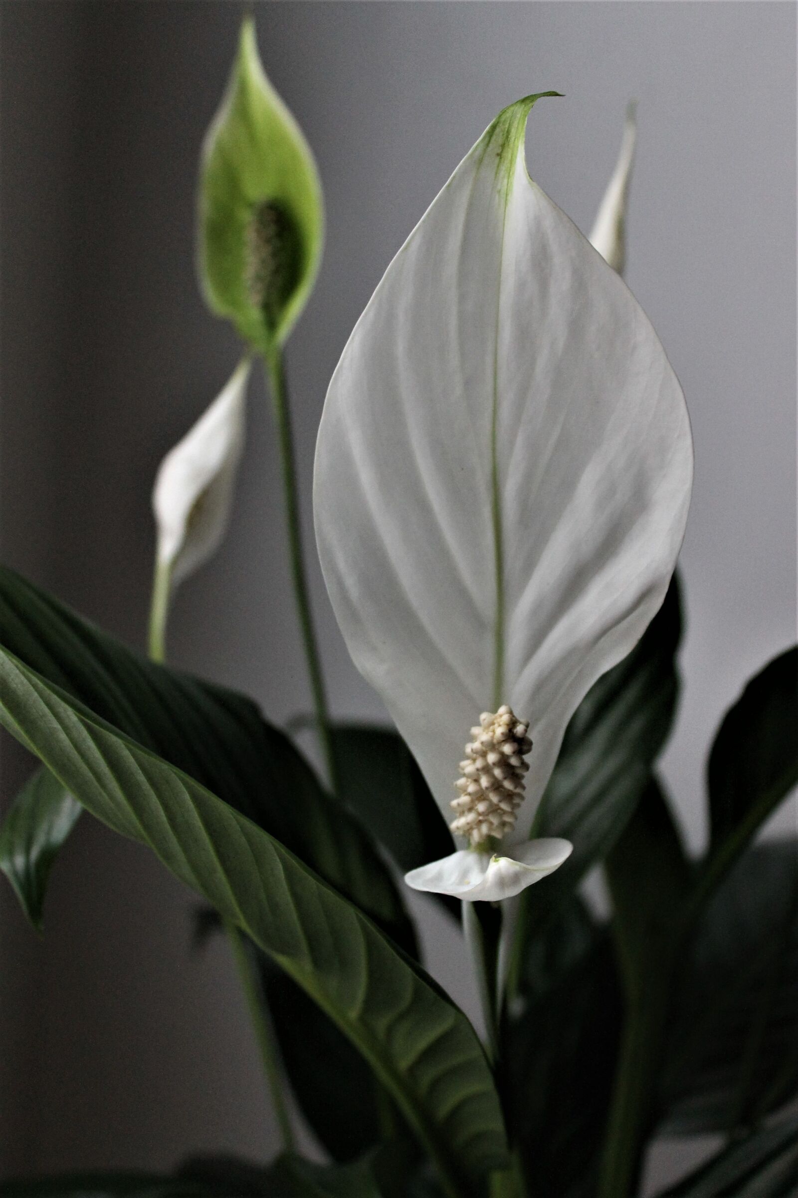 Canon EOS 1100D (EOS Rebel T3 / EOS Kiss X50) sample photo. Flower, white flower, exotic photography