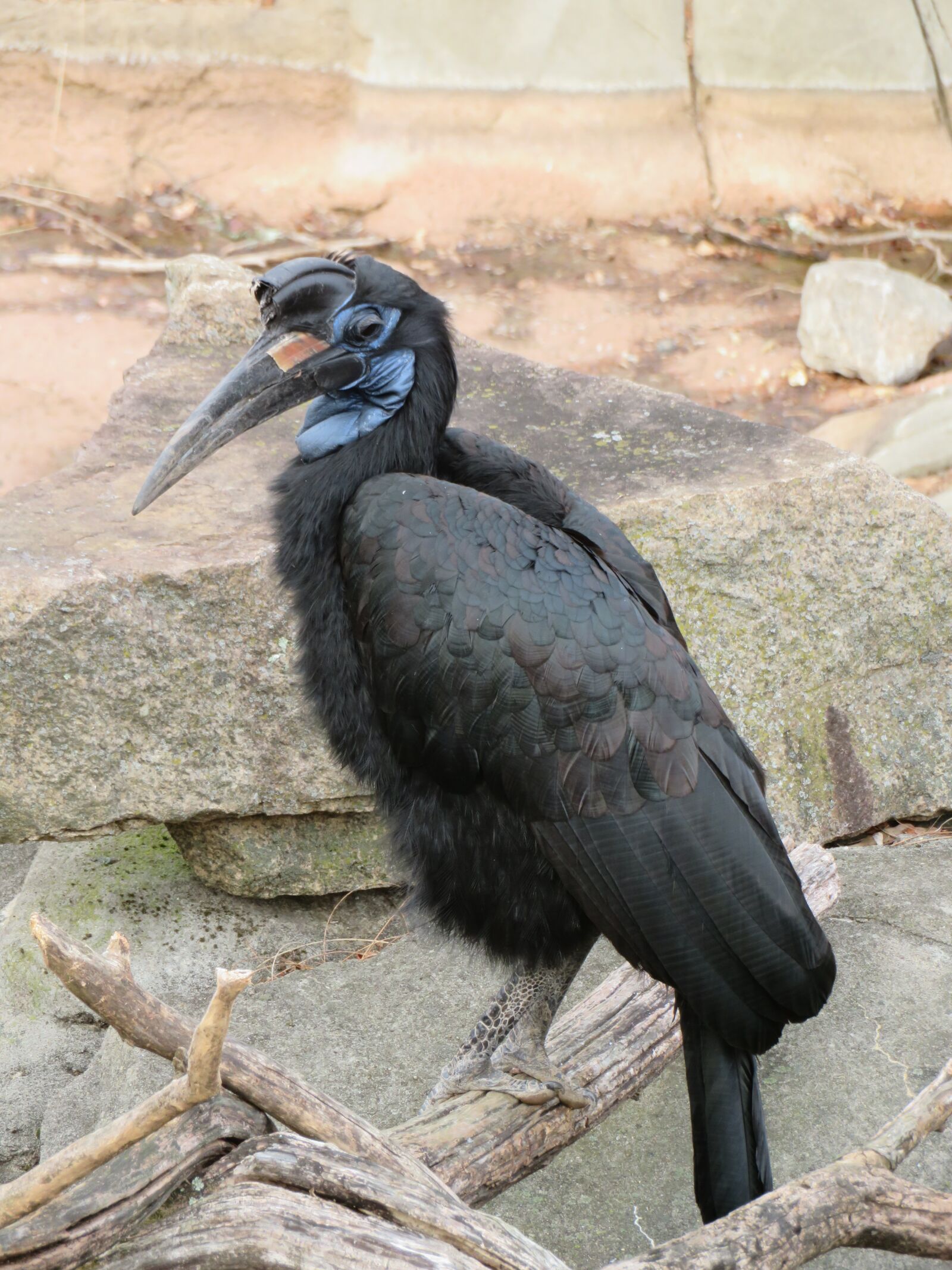 Canon PowerShot SX720 HS sample photo. Bird, hornbill, feathers photography
