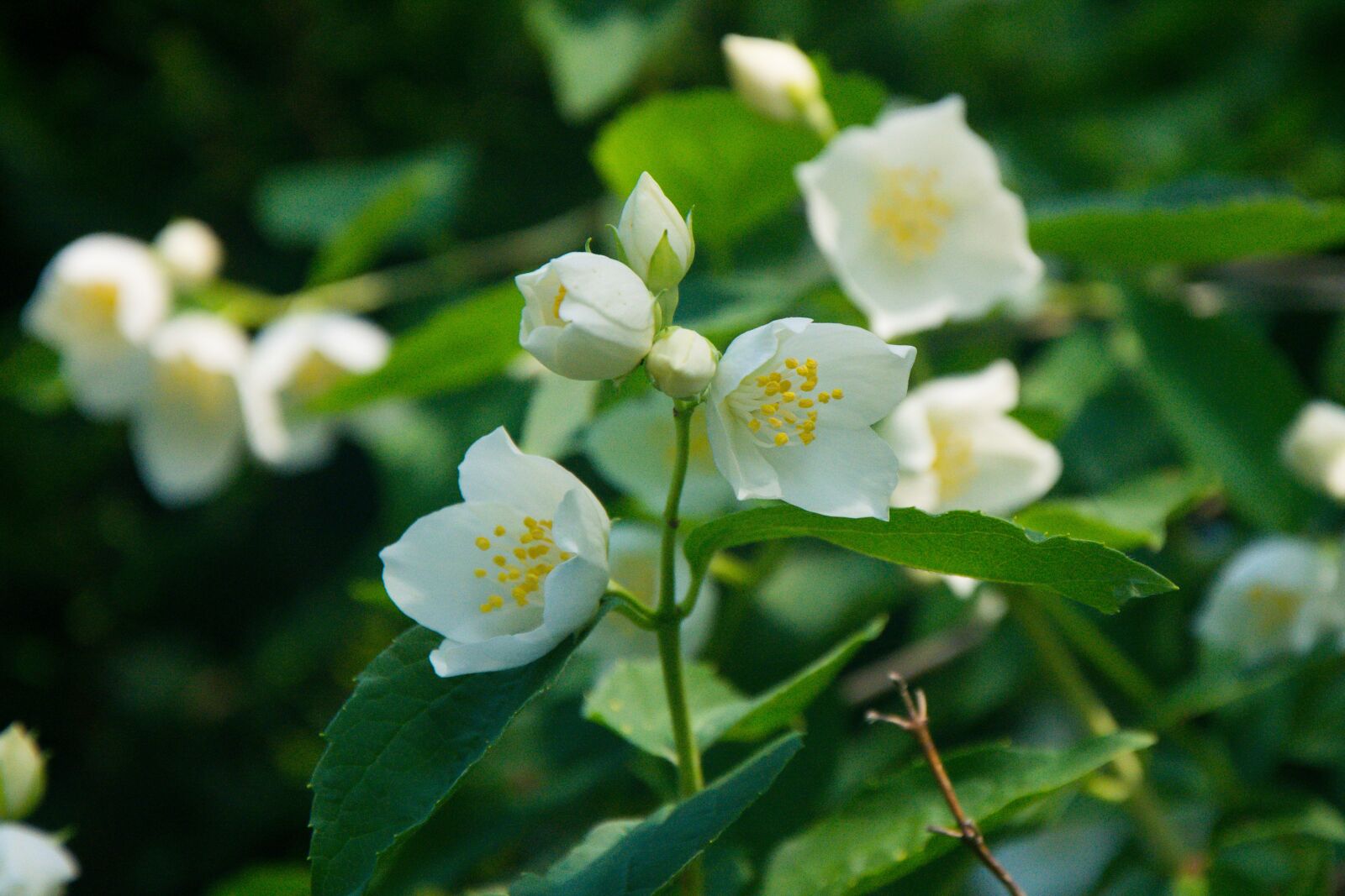 Nikon D5200 sample photo. Flowers, flower, spring photography