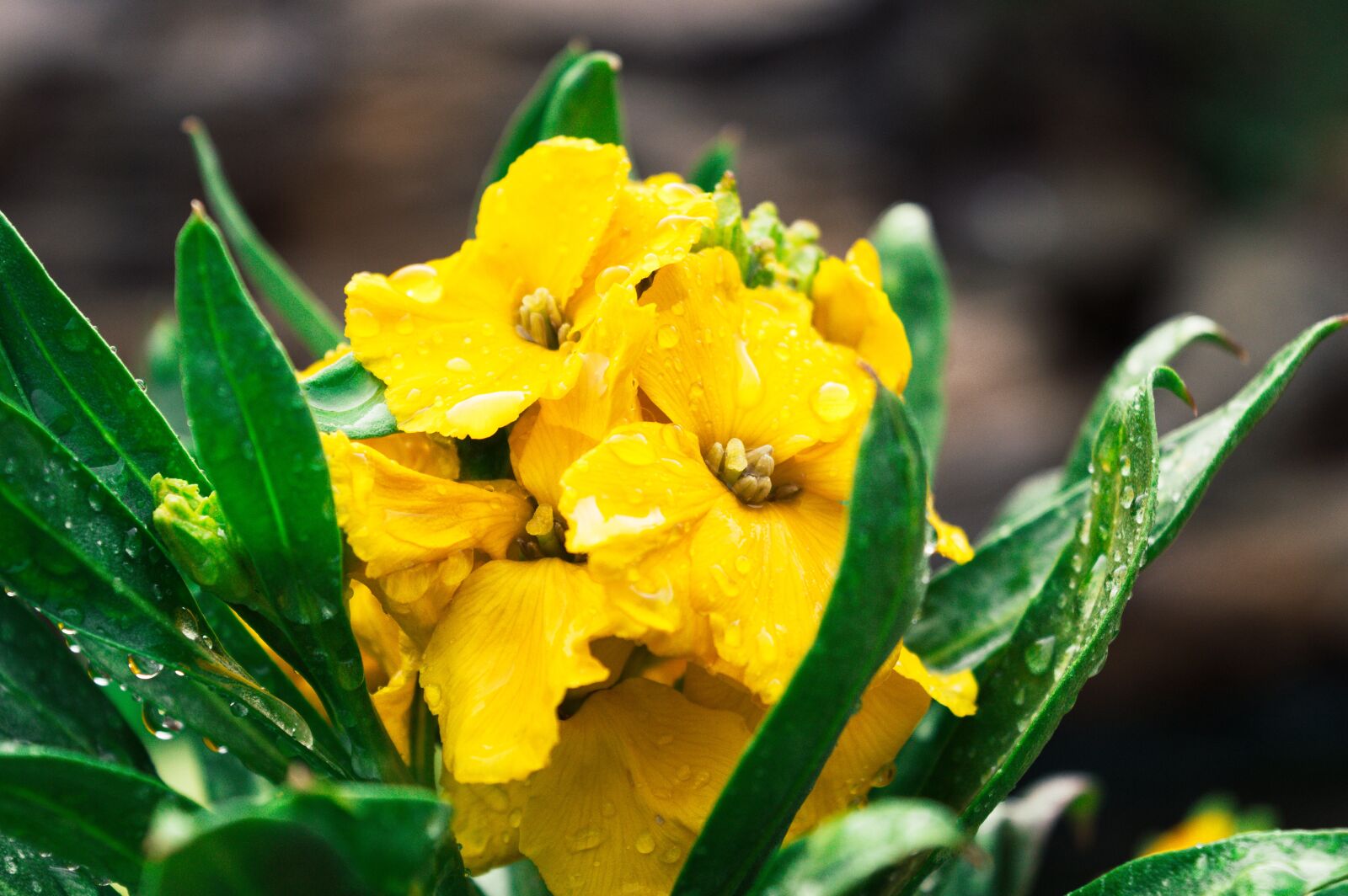Nikon D3200 sample photo. Yellow, flower, green photography