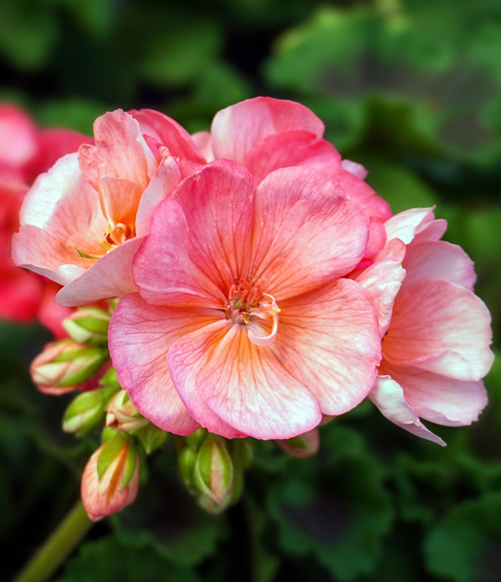 Sony a6300 sample photo. Geranium, flower, blossom photography