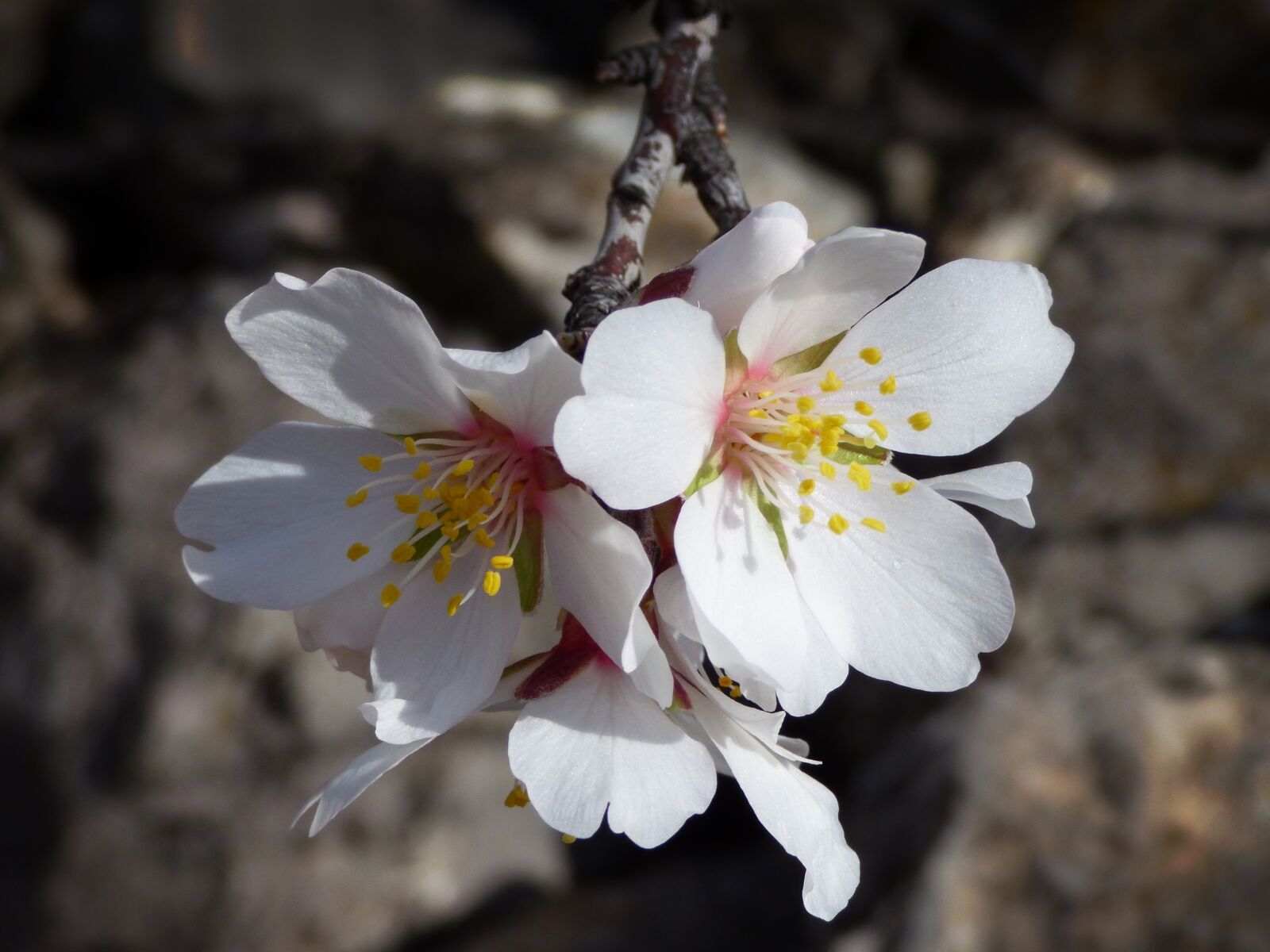 Panasonic Lumix DMC-FZ70 sample photo. Almond tree, almond flower photography