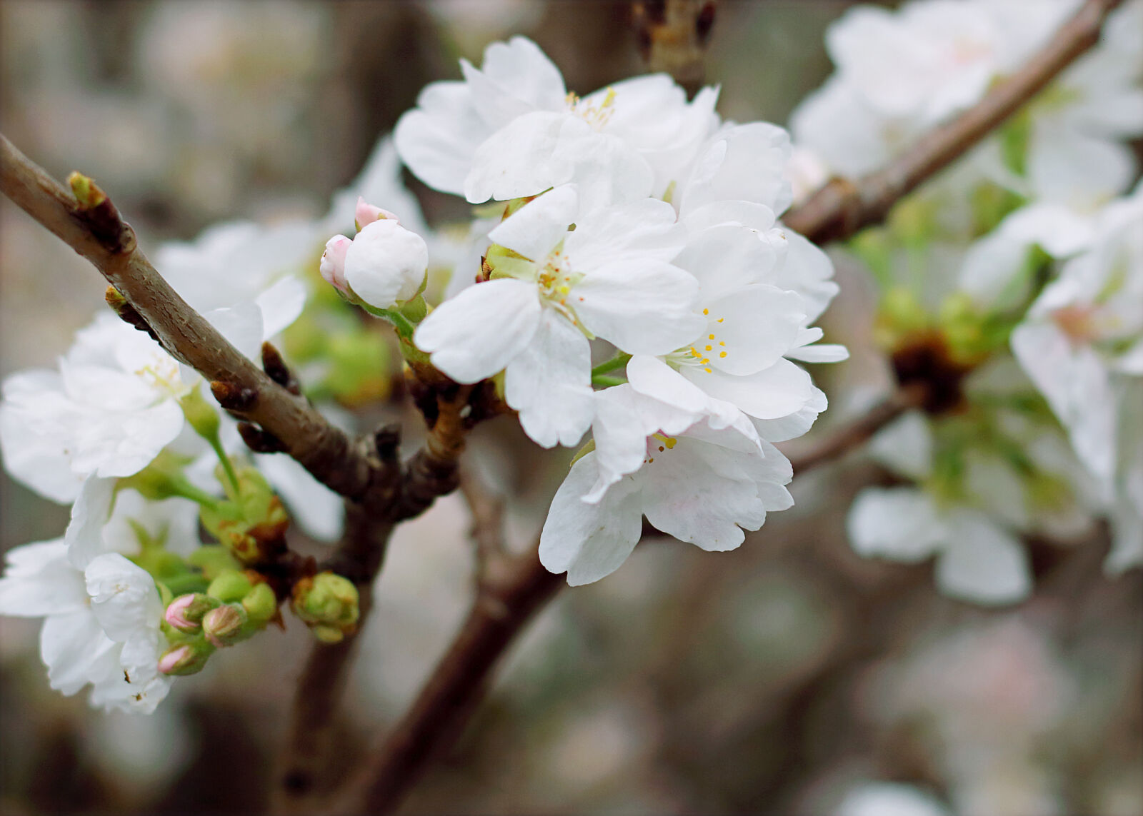 Canon EOS 70D + Canon EF 50mm F1.8 STM sample photo. White, cherry, blossoms photography