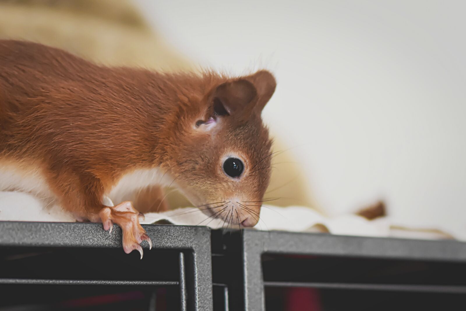 Nikon D7200 sample photo. Squirrel, young animal, small photography