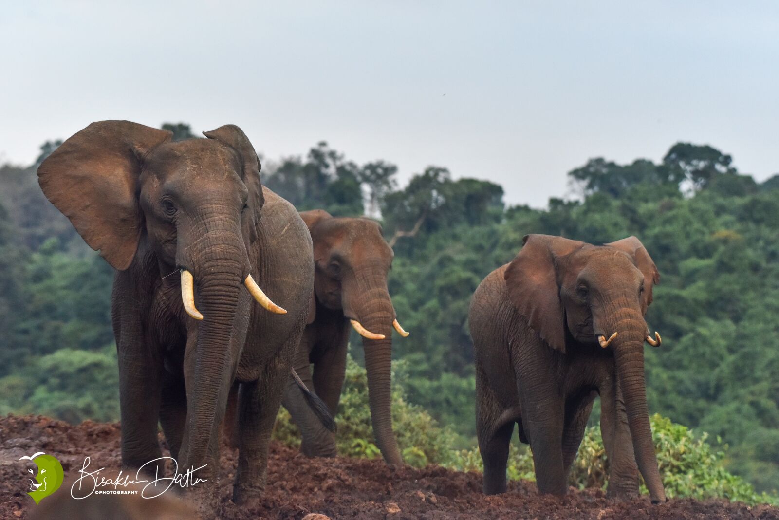 Nikon D810 sample photo. African, elephants, photography photography