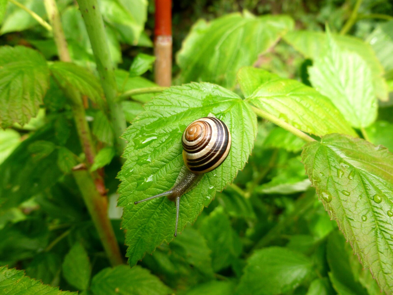 Panasonic DMC-FS37 sample photo. Small animal, wirbellos, snail photography