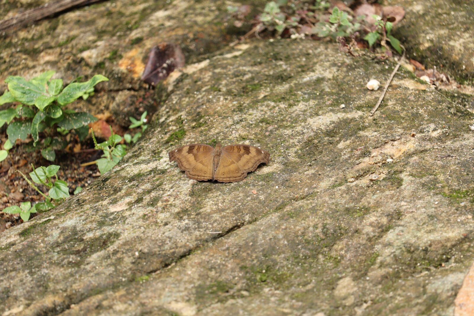 Canon EOS 250D (EOS Rebel SL3 / EOS Kiss X10 / EOS 200D II) sample photo. Butterfly, wings, outdoor photography