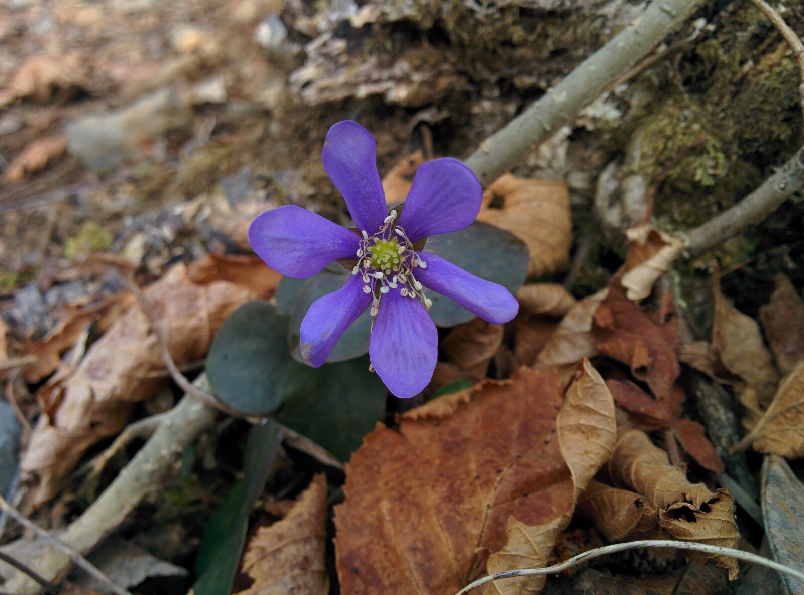 LG Nexus 5 sample photo. Flower, purple flower, flowers photography