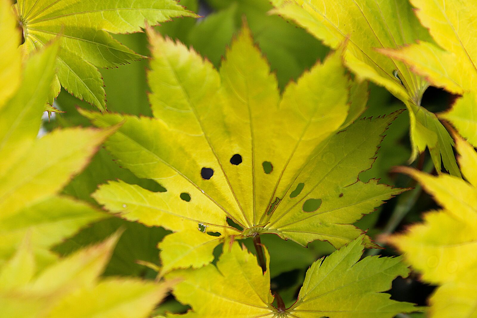 Canon EOS 1100D (EOS Rebel T3 / EOS Kiss X50) sample photo. Maple leaf, yellow leaf photography