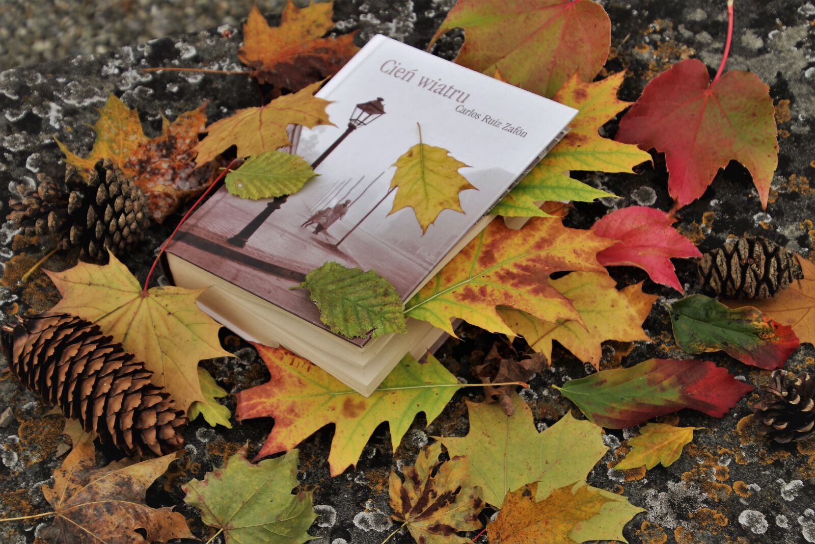Canon EOS 80D sample photo. Foliage, reading, book photography