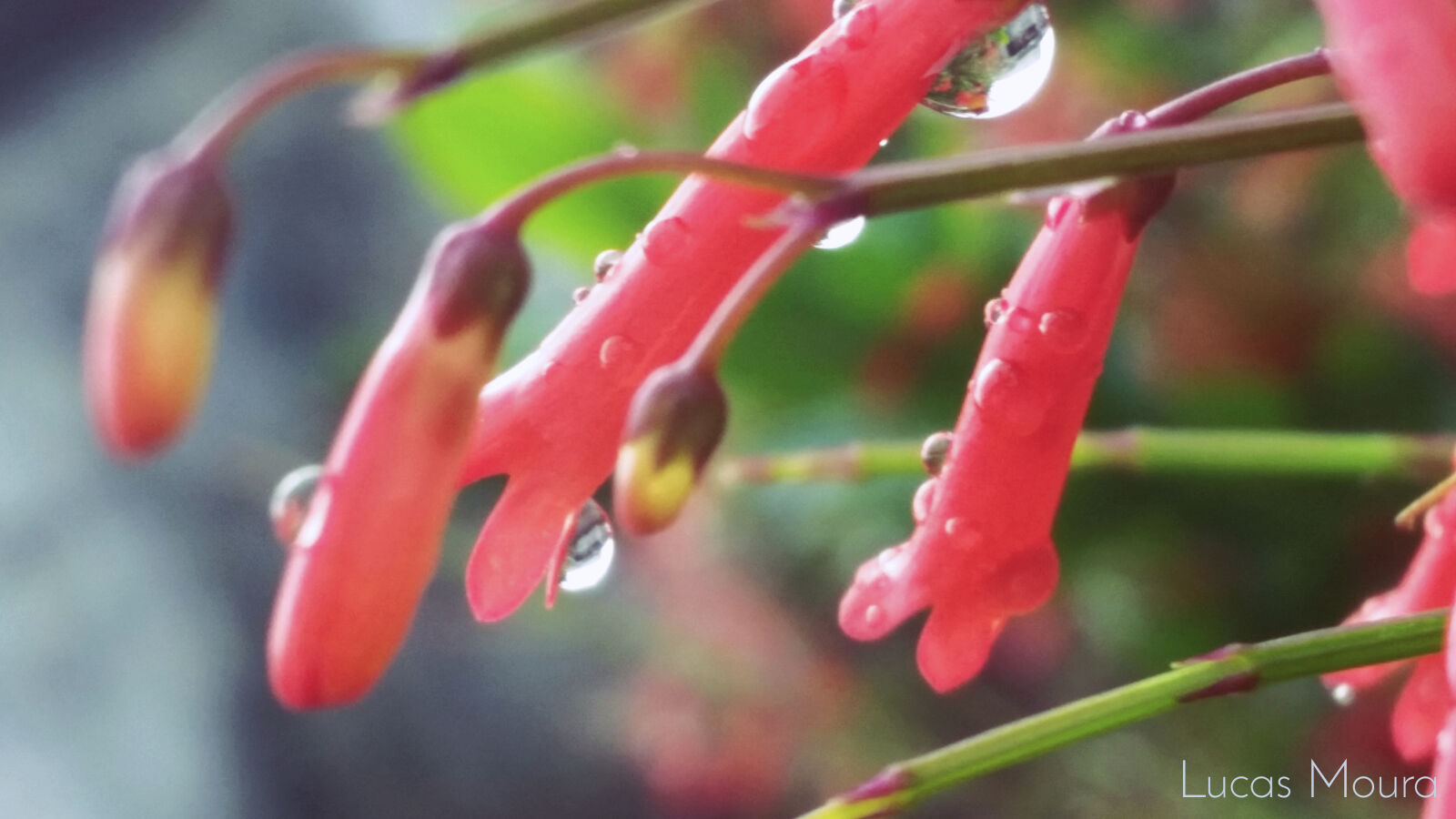 Samsung Galaxy S5 sample photo. Brasil, flores, frio, natureza photography