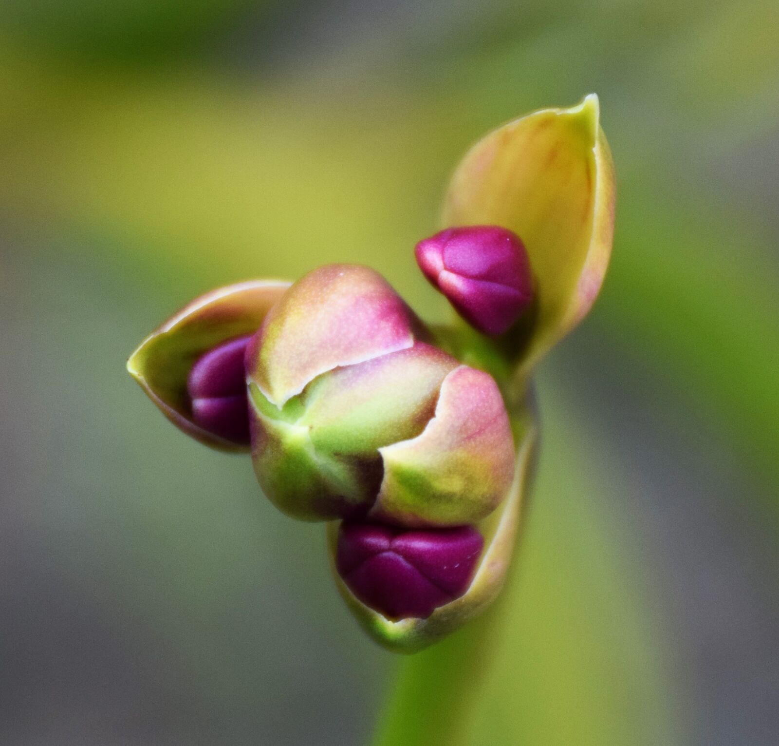 Nikon D5300 sample photo. Bud, erdorchidee, orchid photography