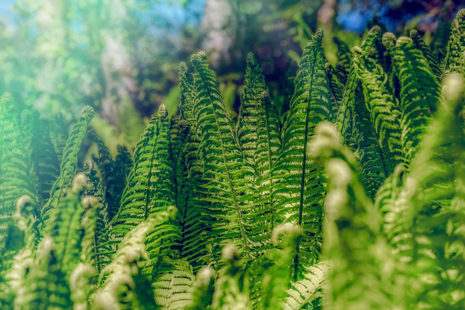 Sony DT 55-300mm F4.5-5.6 SAM sample photo. Fern, forest, nature photography