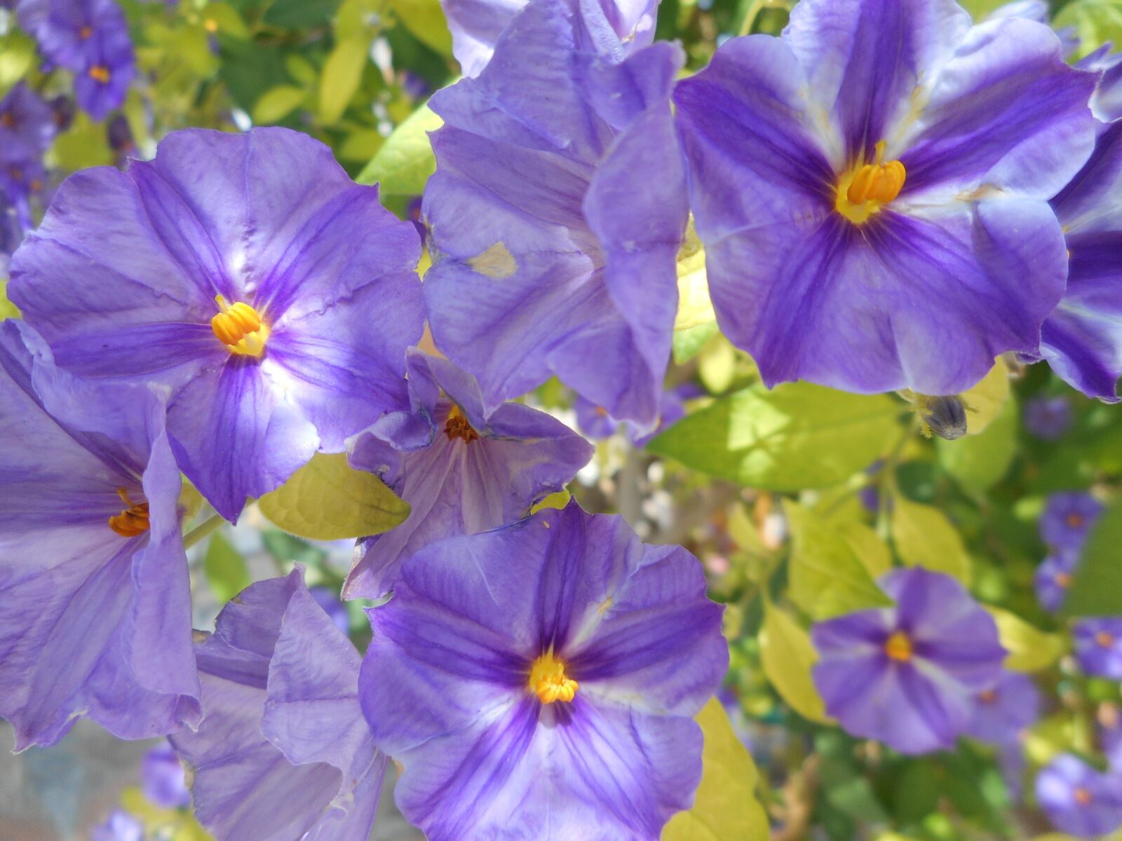 Nikon Coolpix S3600 sample photo. Flowers, violets, wild photography