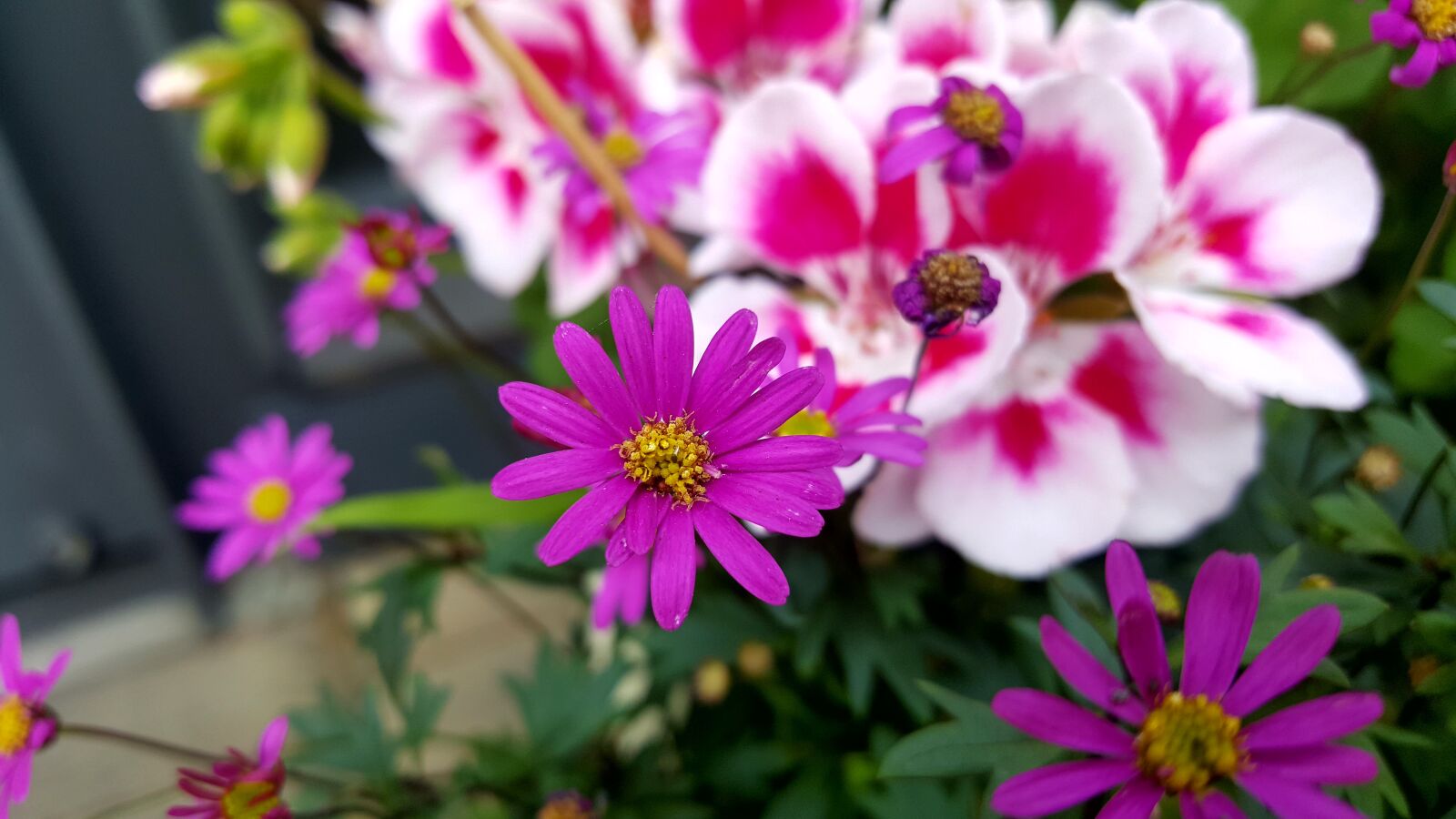 Samsung Galaxy Note5 sample photo. Spring, flowers, astar photography