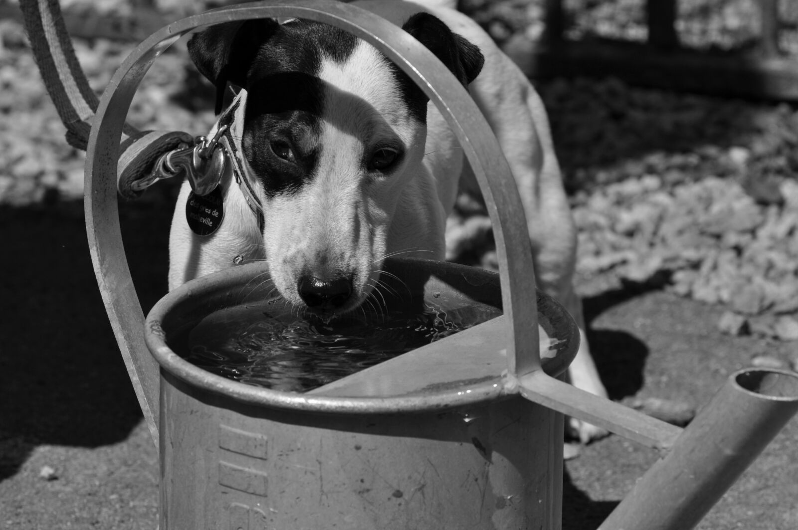 Nikon D5000 sample photo. Animal photography