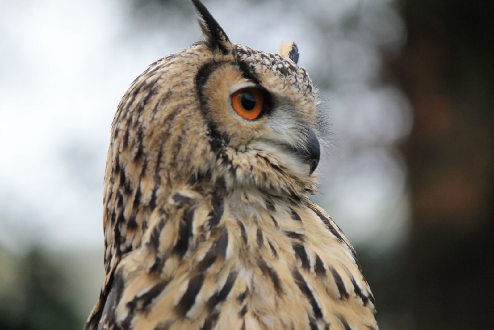 Canon EOS 1100D (EOS Rebel T3 / EOS Kiss X50) sample photo. Owl, eagle owl, eagle-owl photography