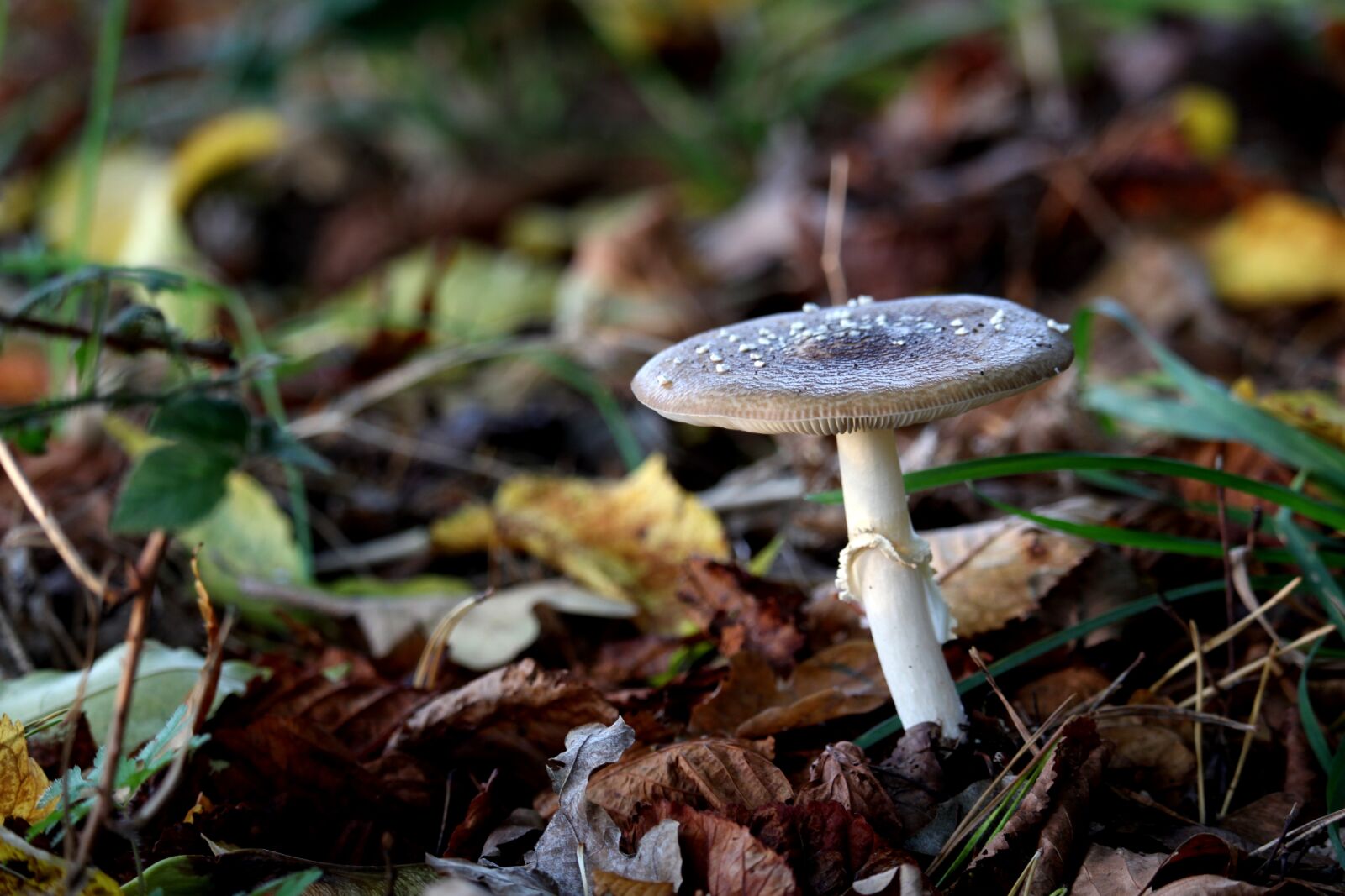 Canon EF-S 55-250mm F4-5.6 IS STM sample photo. Mushroom, forest mushroom, autumn photography