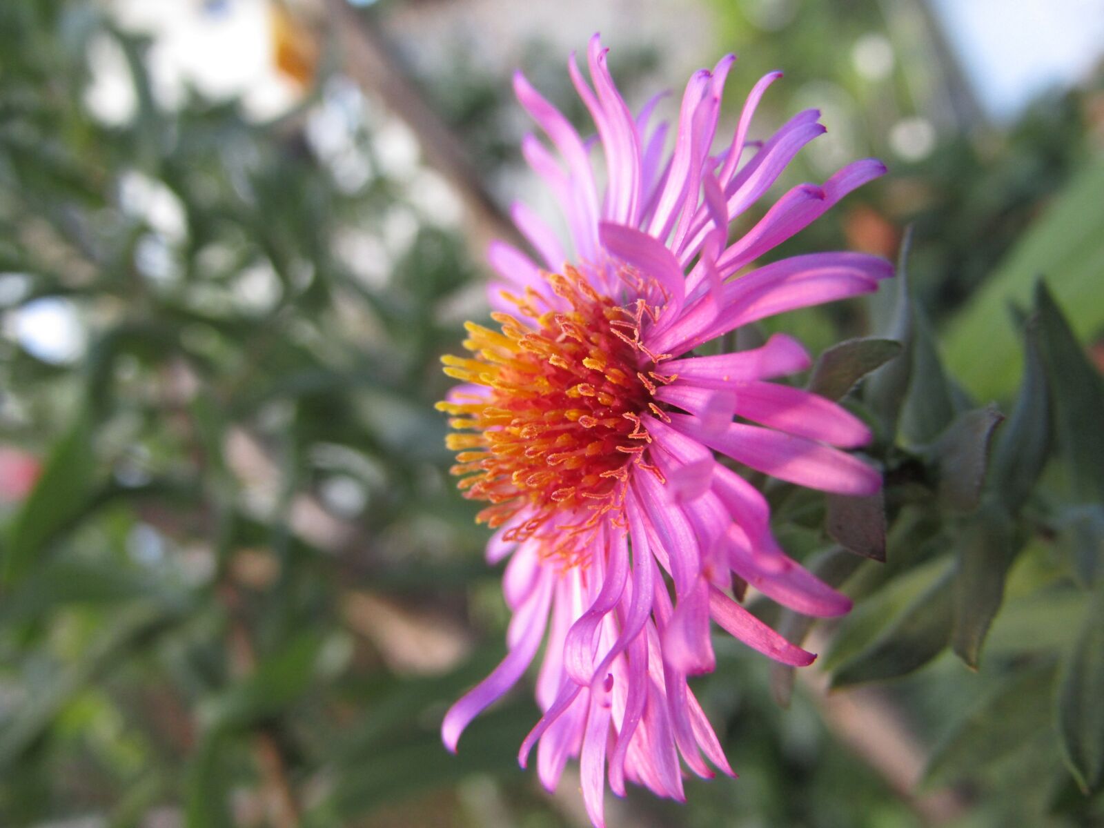 Canon PowerShot SX410 IS sample photo. Wild flower, flower, violet photography