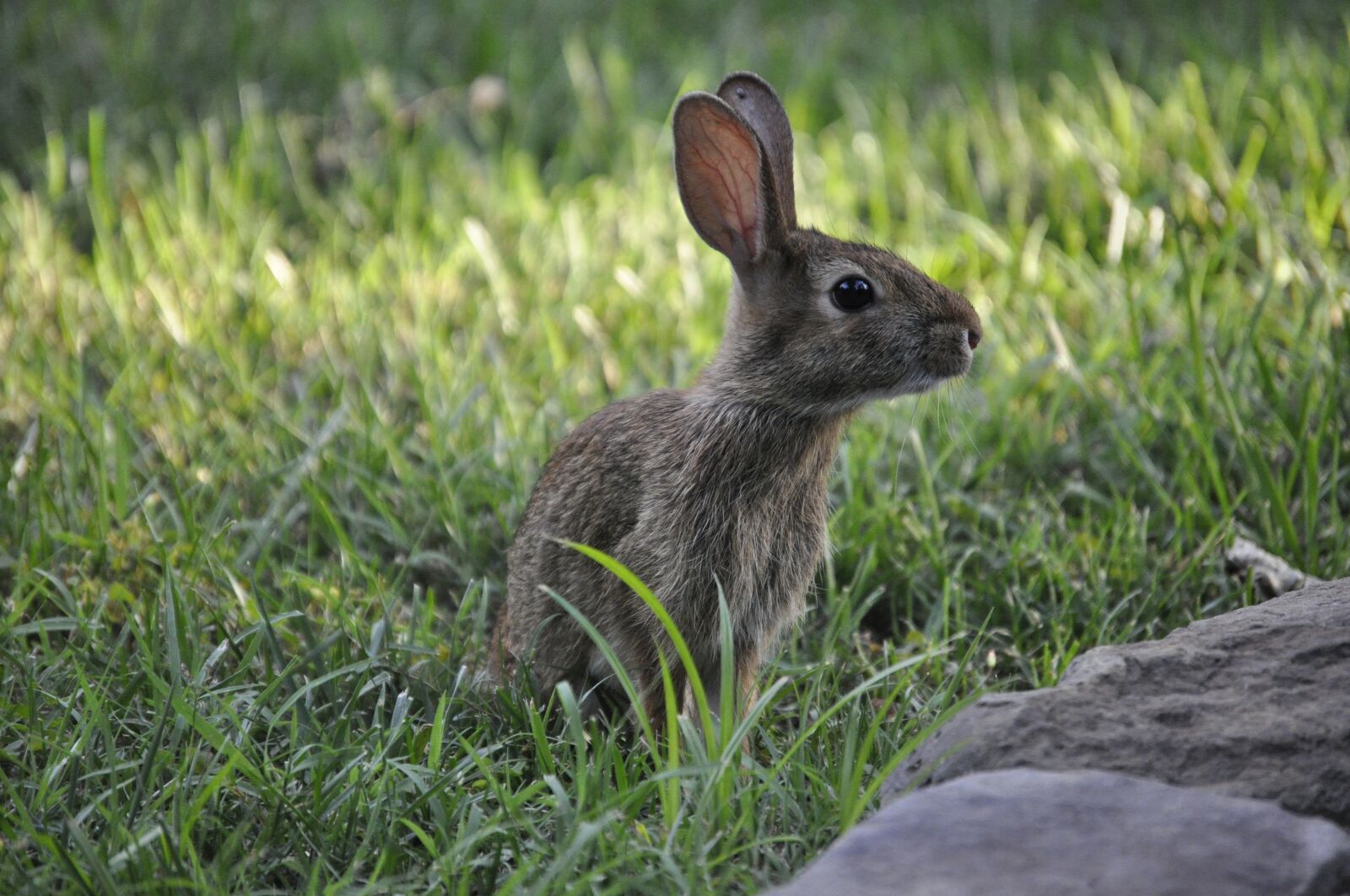 Nikon D5000 sample photo. Spring, bunny, rabbit photography