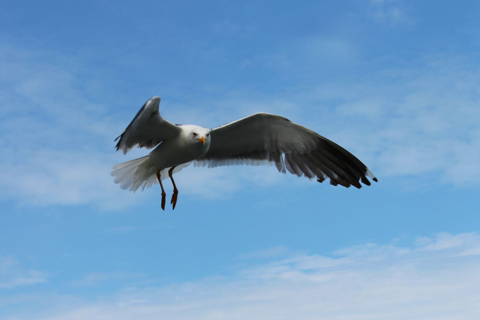 Canon EOS 1100D (EOS Rebel T3 / EOS Kiss X50) sample photo. Seagull, flight, seevogel photography