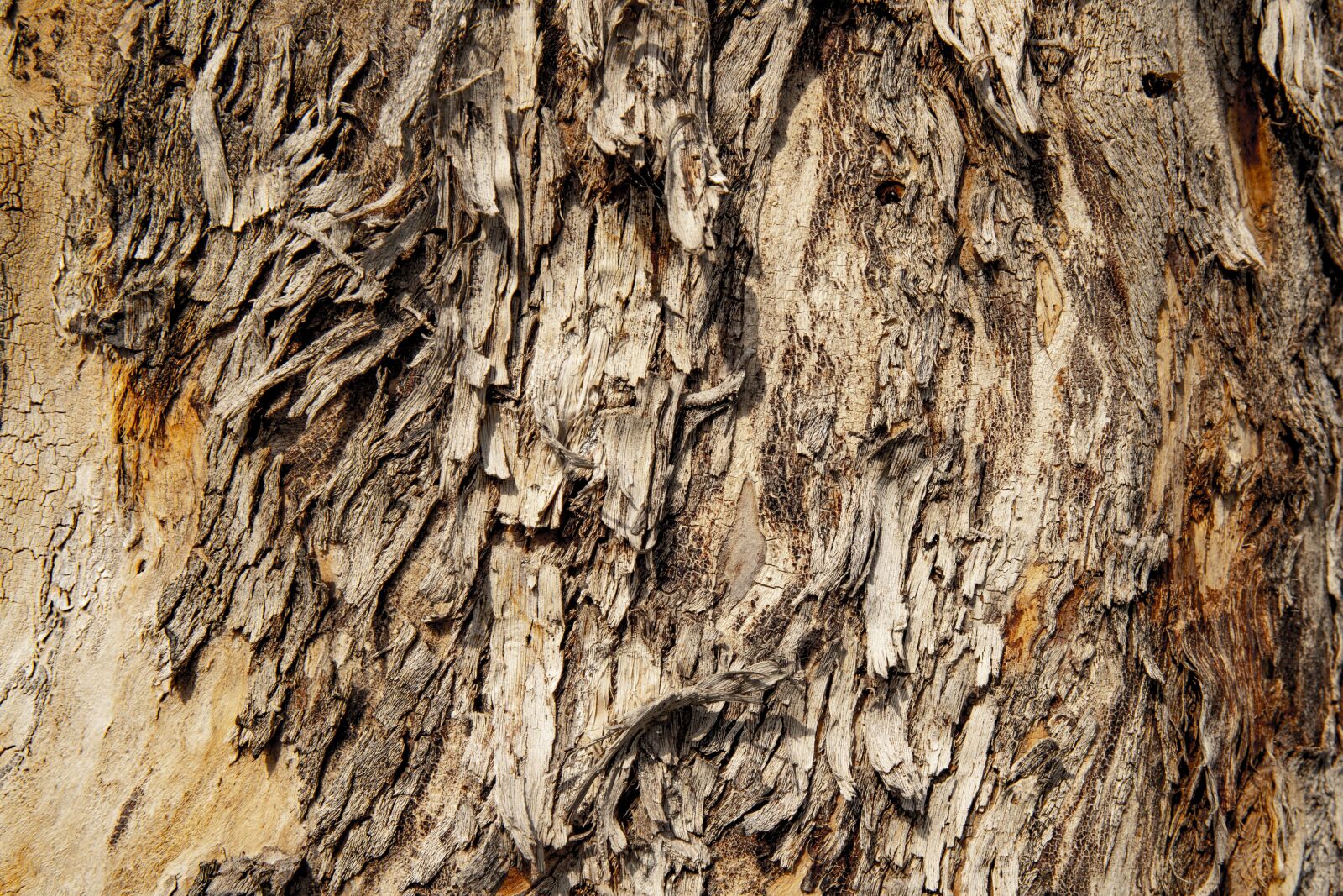 Canon EOS 6D Mark II sample photo. Texture, tree, wood photography