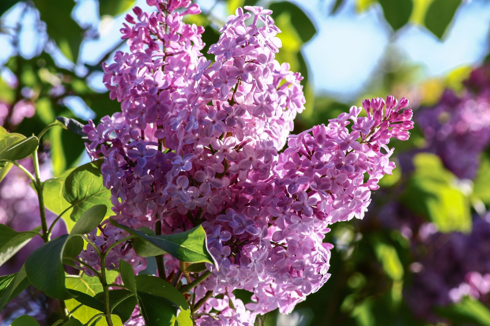 Canon EOS 700D (EOS Rebel T5i / EOS Kiss X7i) sample photo. Lilac, syringa, close up photography