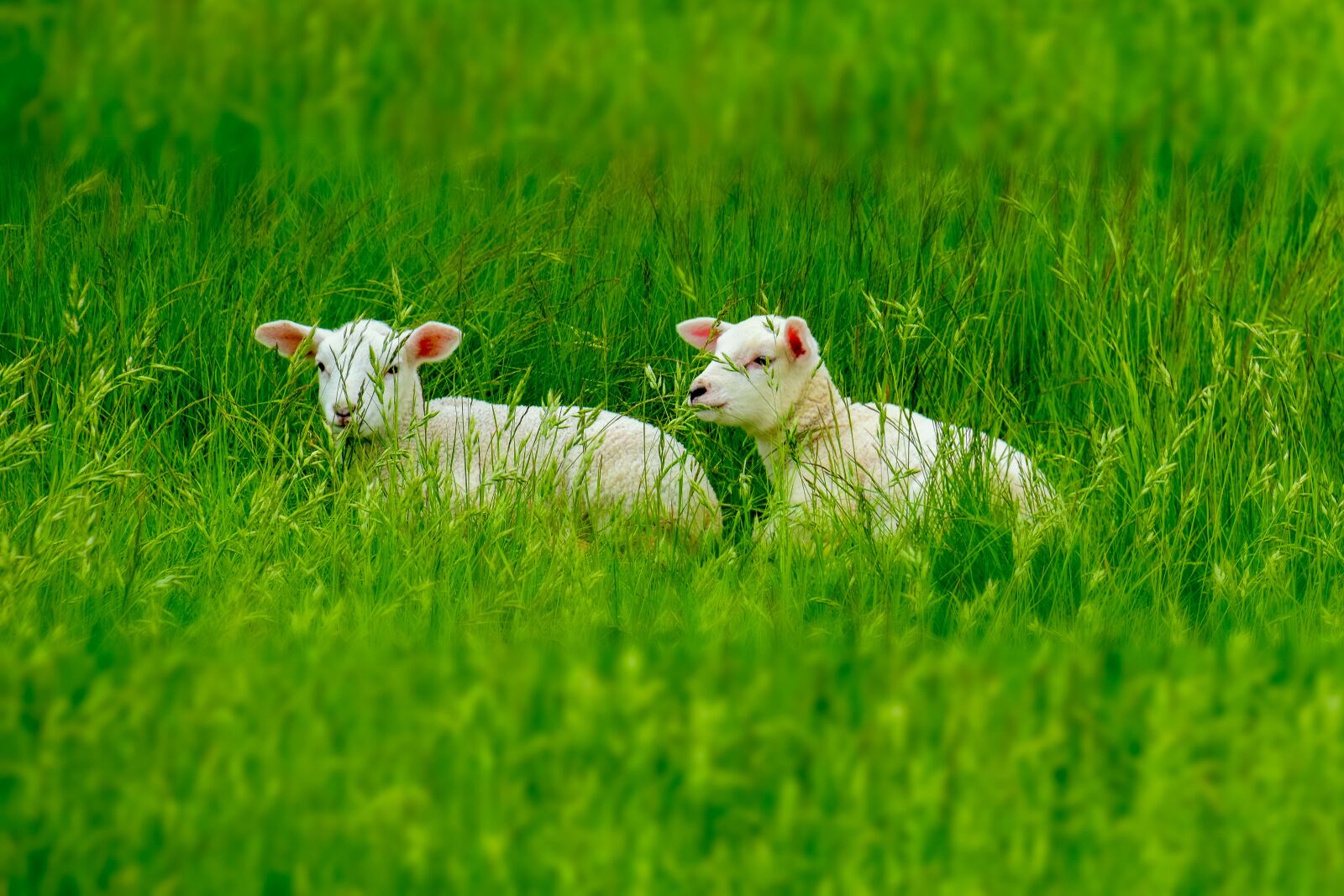 Nikon D7200 sample photo. Lamb, lambs, schäfchen photography