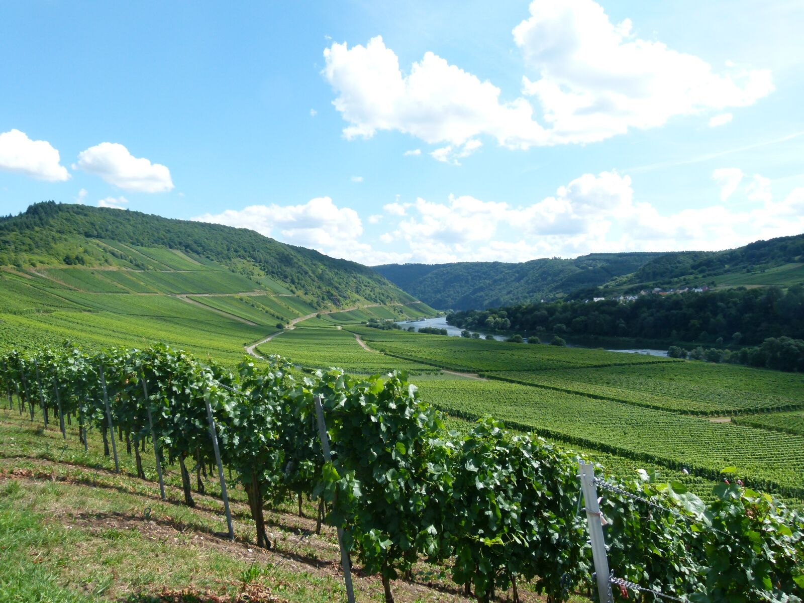Panasonic Lumix DMC-FZ100 sample photo. Vineyard, wine, winemaker photography