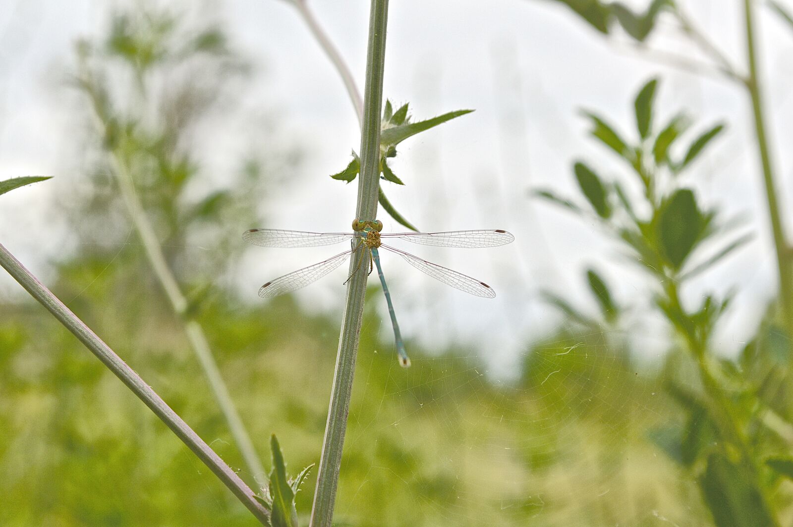 Nikon D3200 sample photo. Insect, green, field photography