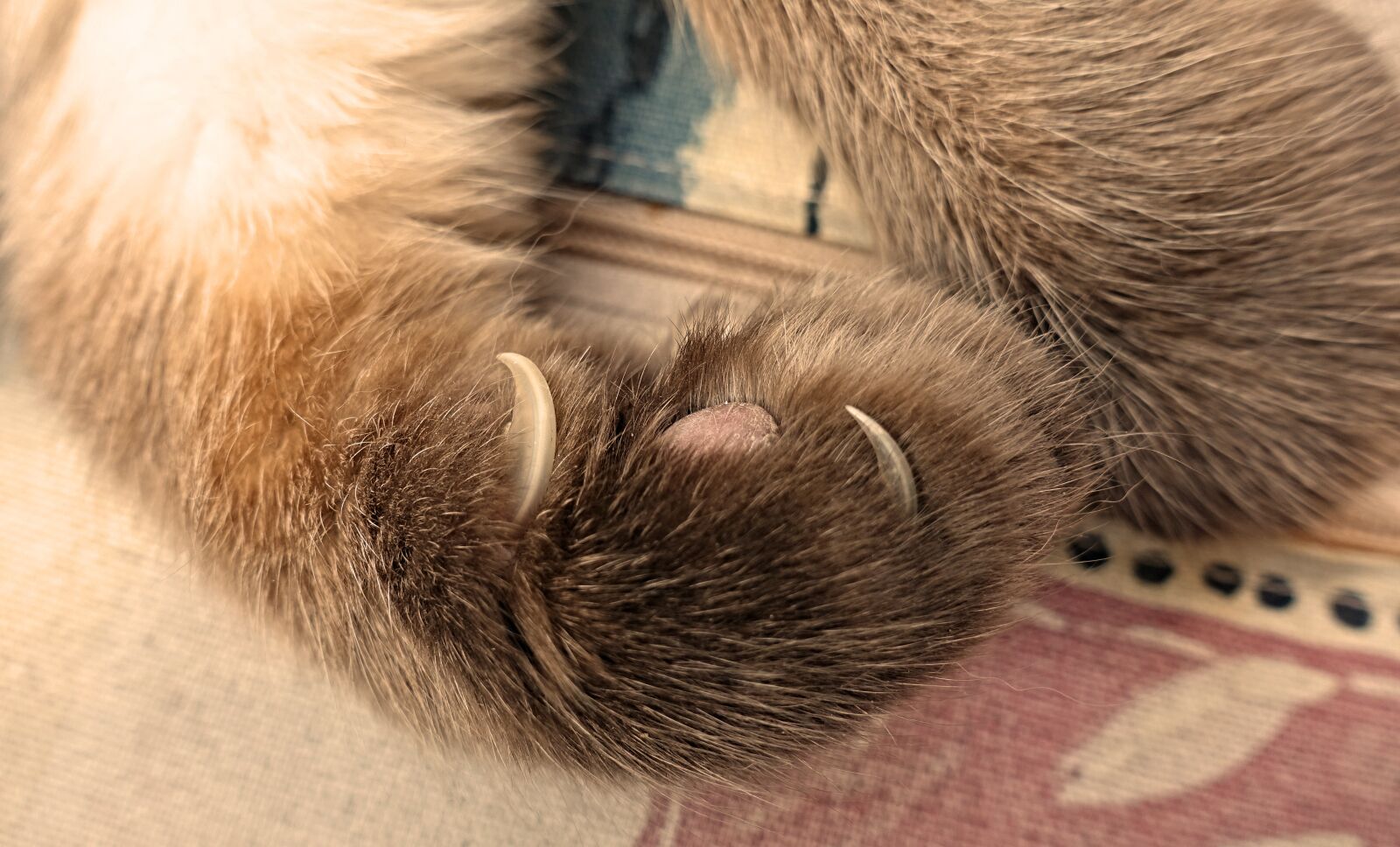 Sony DSC-RX100M5 sample photo. Cat's paw, claw, paw photography