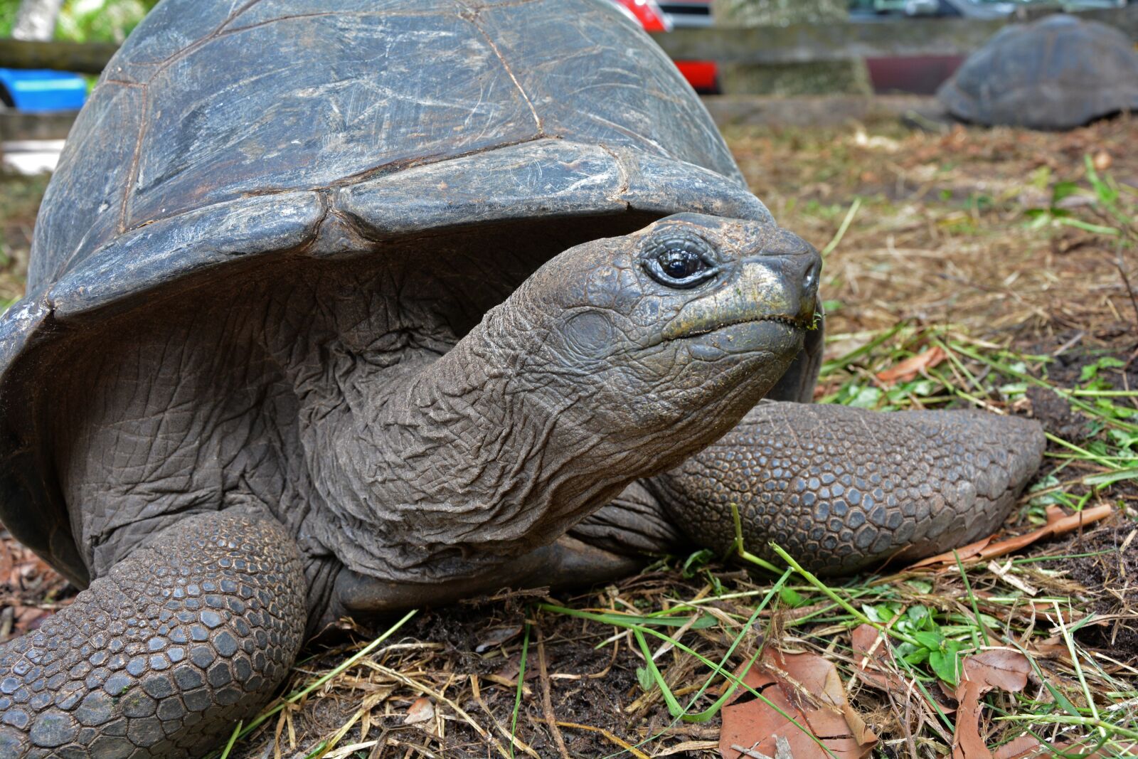 Nikon D5200 sample photo. Seychelles, tortoise, turtle photography