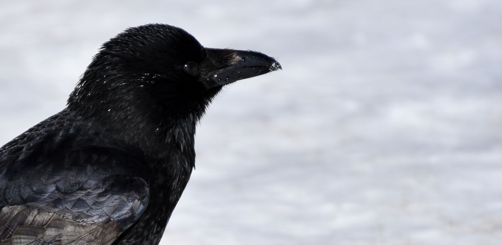 Nikon D7200 sample photo. Common raven, raven, snow photography