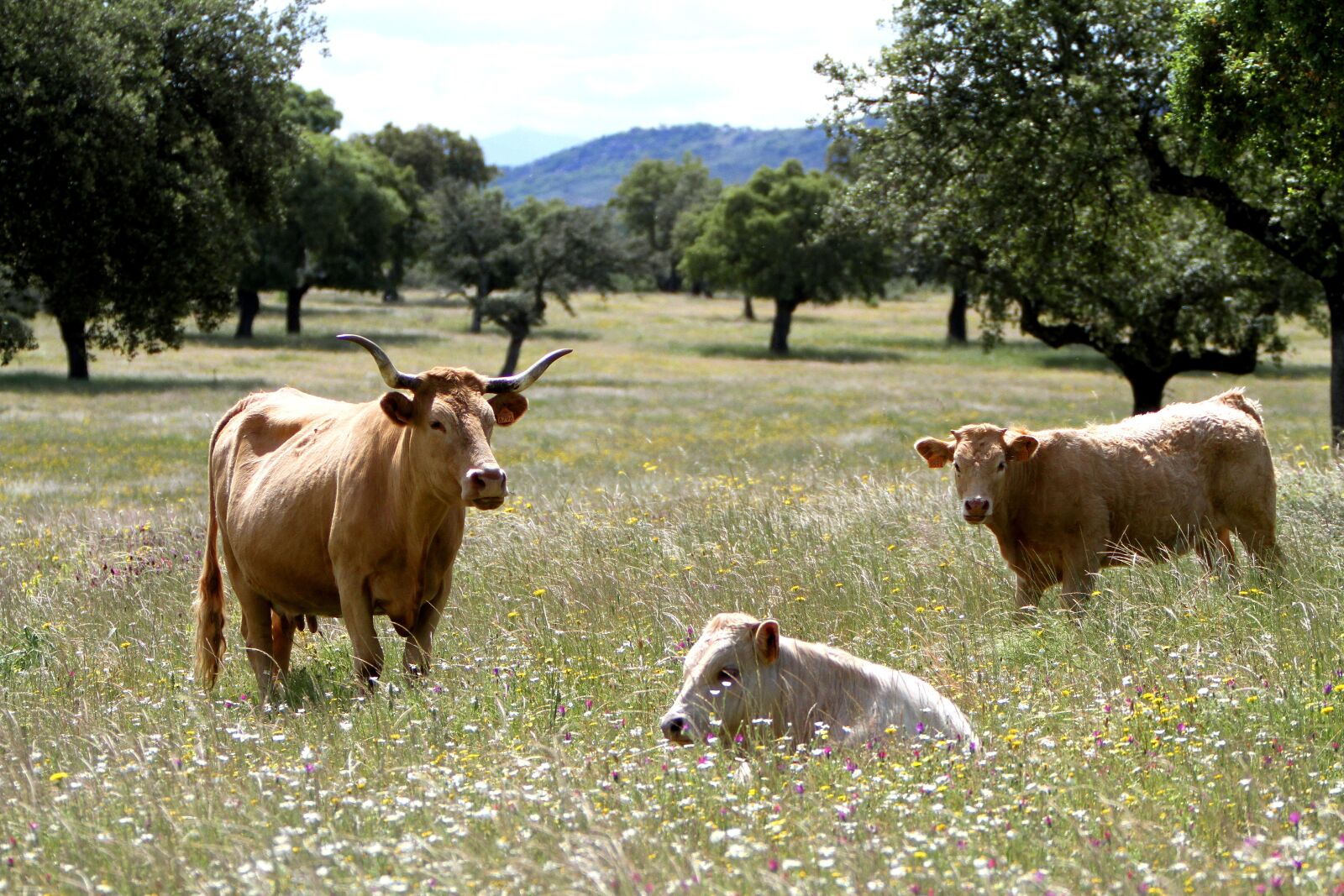 Canon EOS 7D + Canon EF 70-200mm F2.8L IS USM sample photo. Extremadura spain, cows, wildflowers photography
