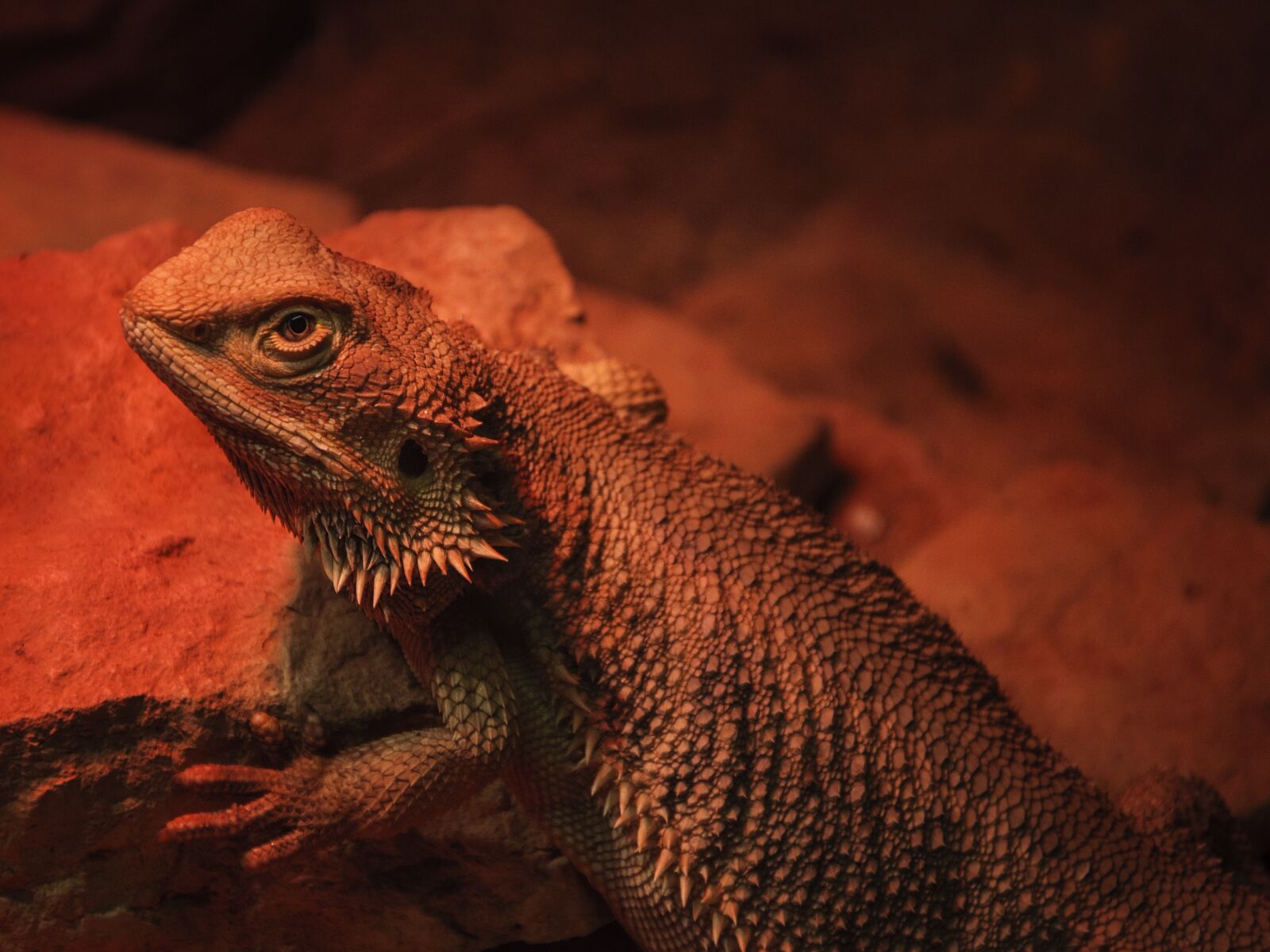 Nikon D5000 sample photo. Bearded dragon, lizard, reptile photography