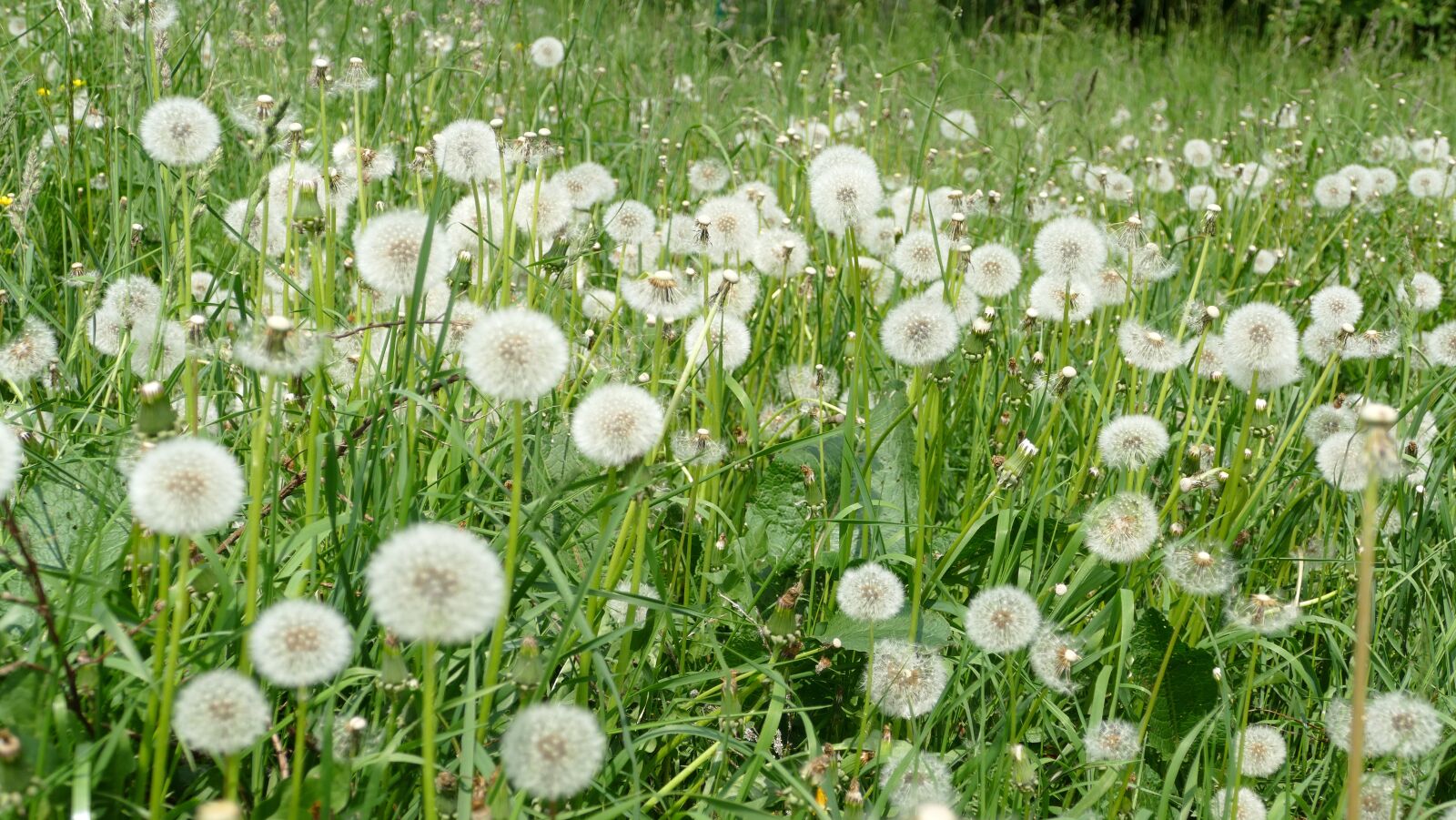 Panasonic Lumix DMC-FZ1000 sample photo. Dandelion, seeds, faded photography