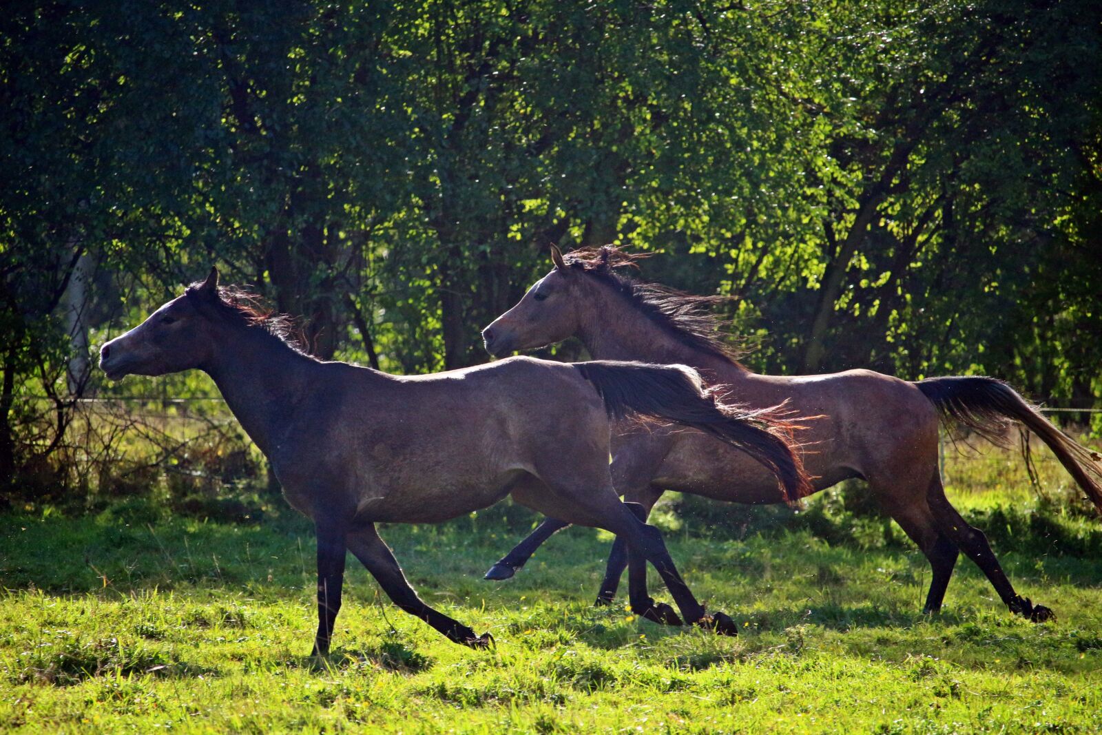 Canon EOS 100D (EOS Rebel SL1 / EOS Kiss X7) sample photo. Horse, arabs, thoroughbred arabian photography
