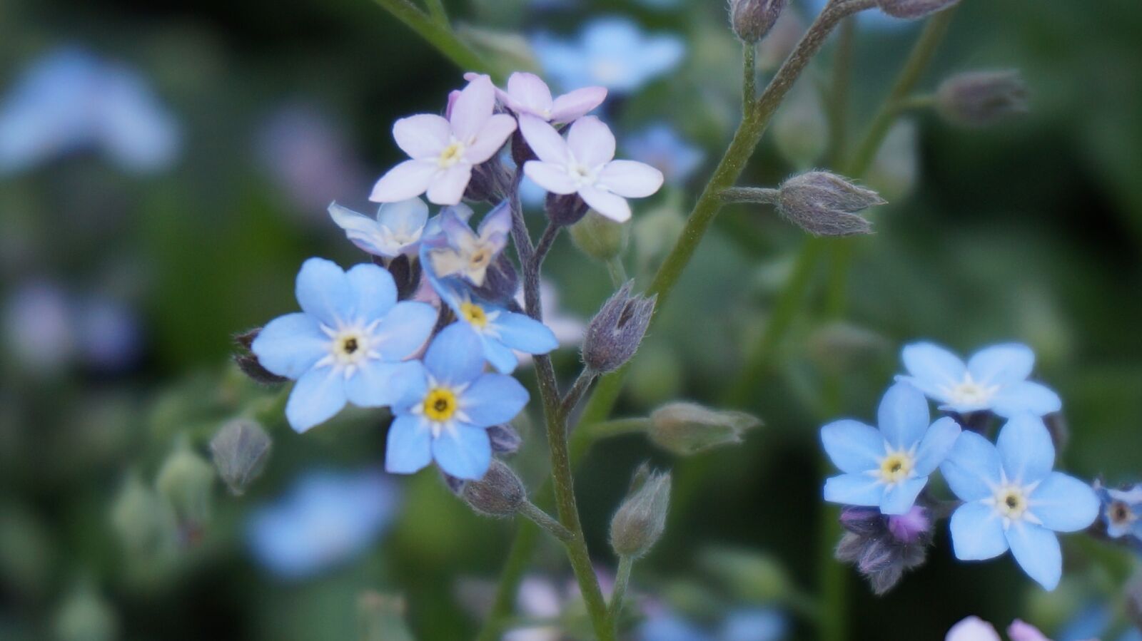 Sony Alpha NEX-3N sample photo. Wildflower, our, nature photography