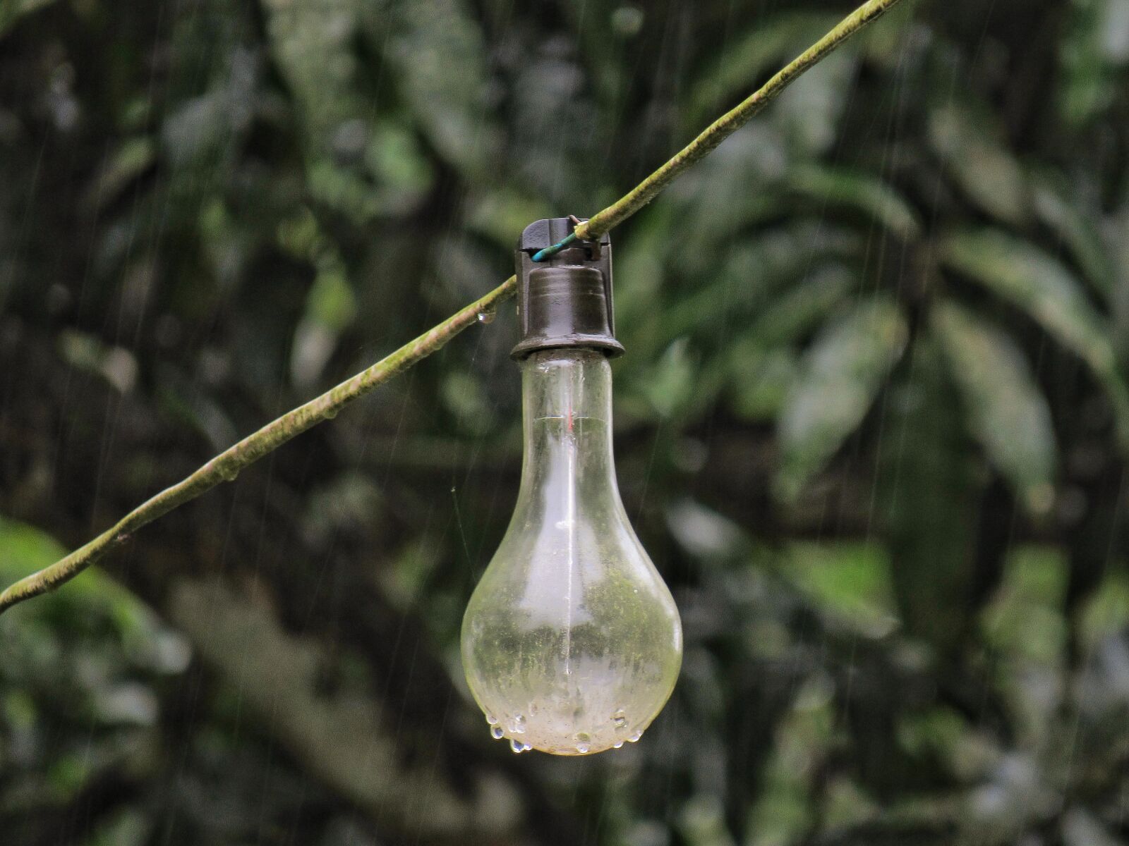 Canon PowerShot SX530 HS sample photo. Bulb, light, rain photography
