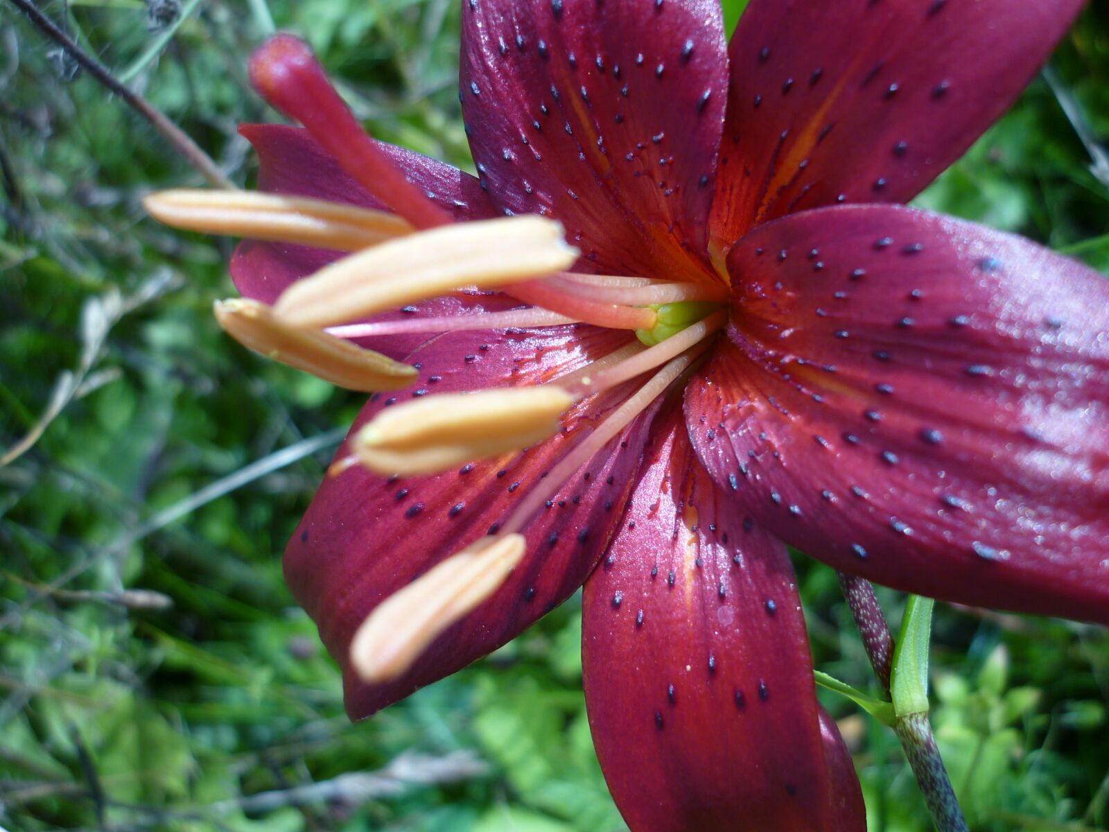 Panasonic Lumix DMC-FS6 sample photo. Turk's cap lily, lily photography